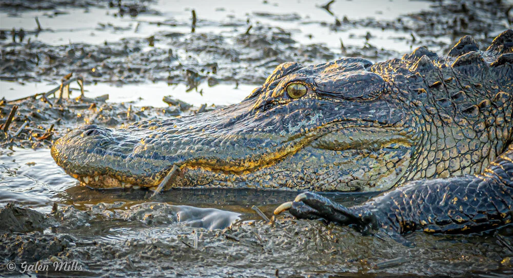 Alligator resting in muddy wetlands