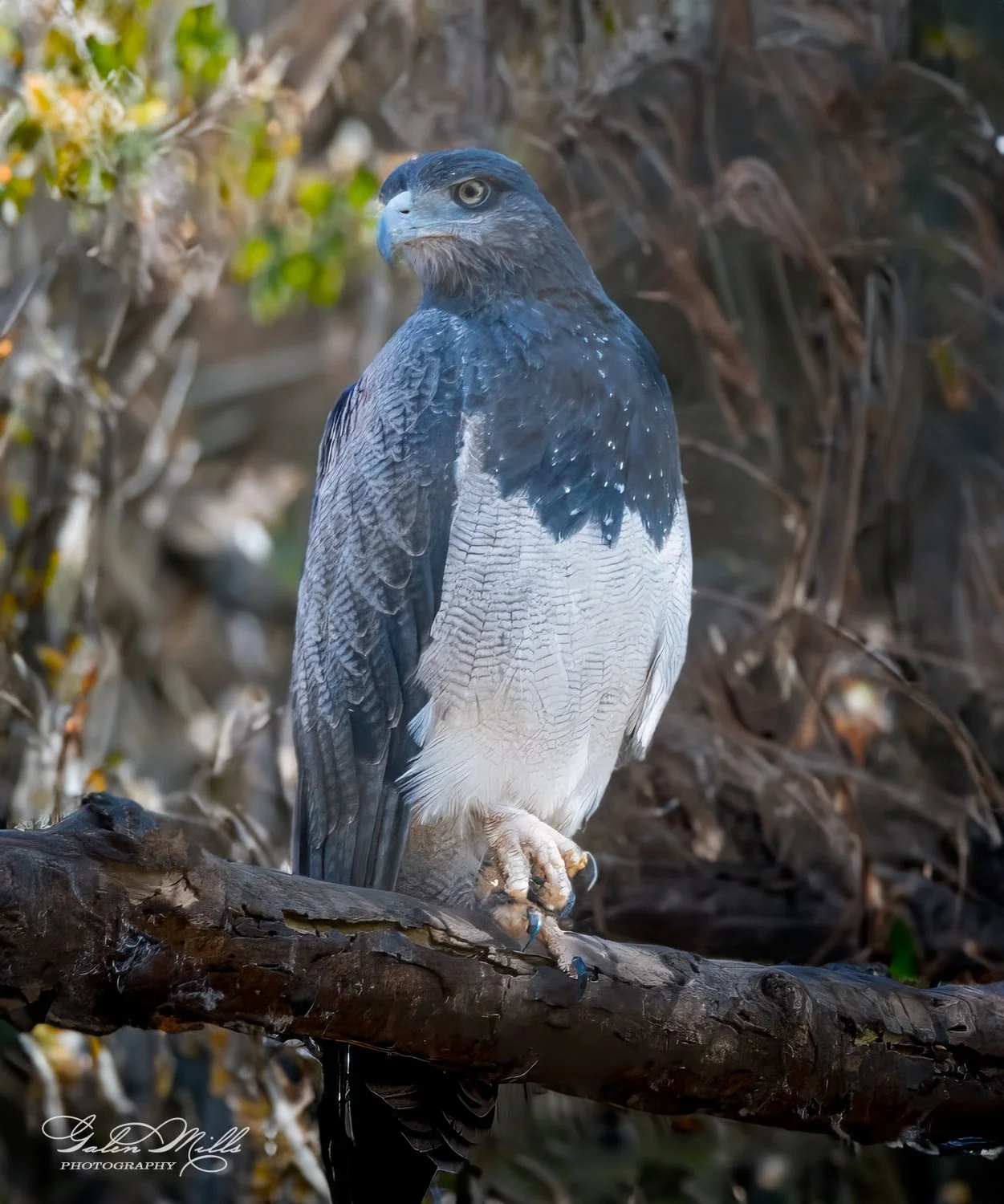 A large bird of prey, likely a hawk, perched on a branch in a forested area.