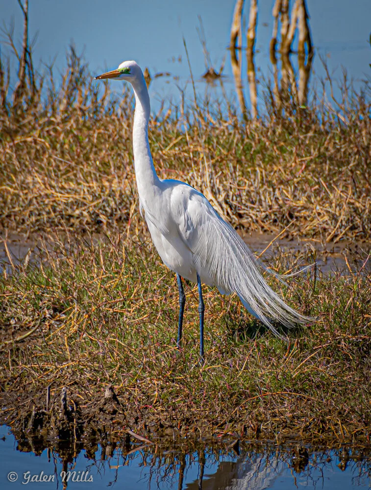 Great egret standing by a marsh with dry grasses, reflecting in water