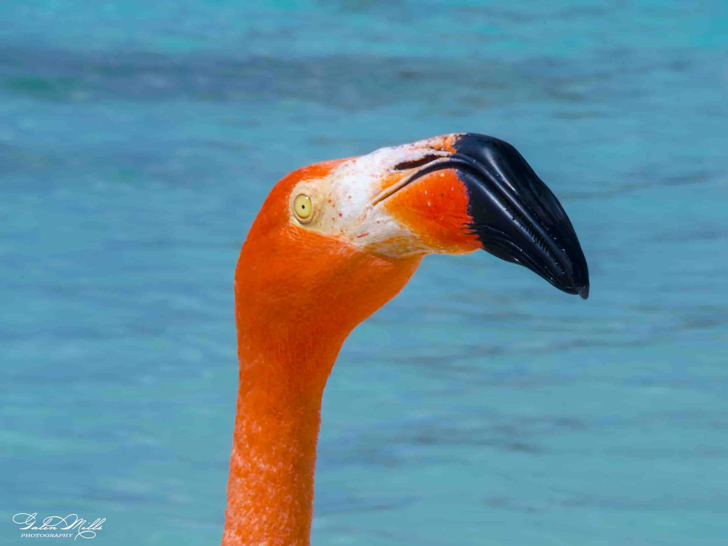 Close-up of a vibrant orange Caribbean flamingo with a black beak and pale yellow eye, standing against a blue water background.