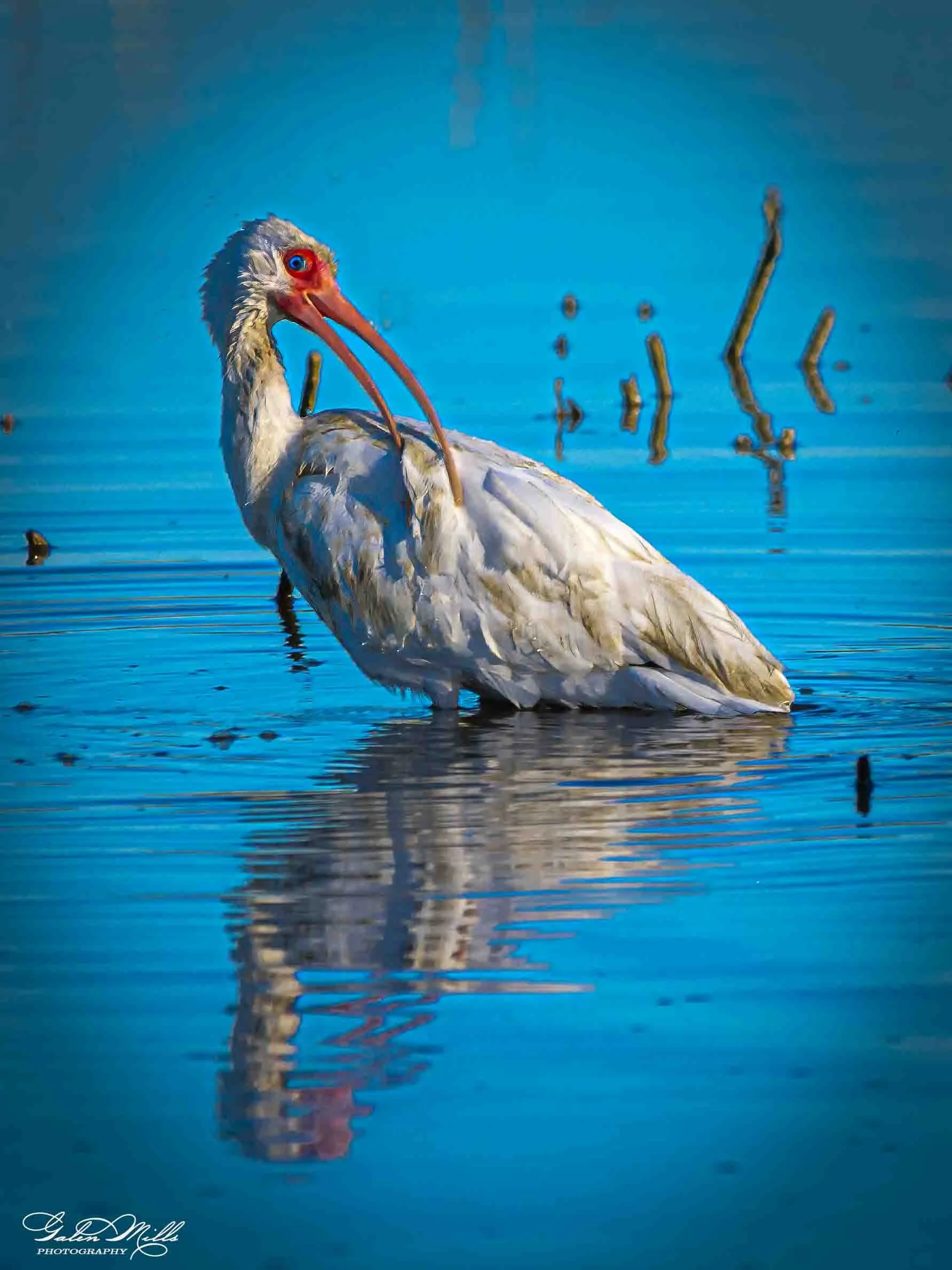 Water birds  Vert-3.jpg