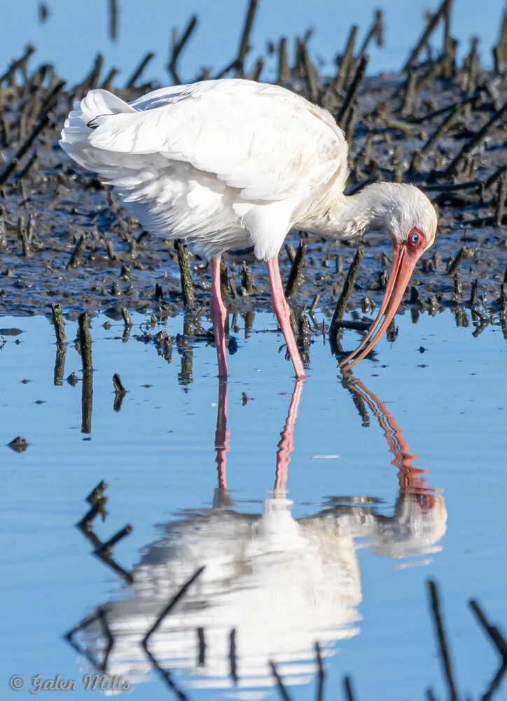 White ibis with red legs and bill wading in water, reflected in the surface, amidst mangrove roots.