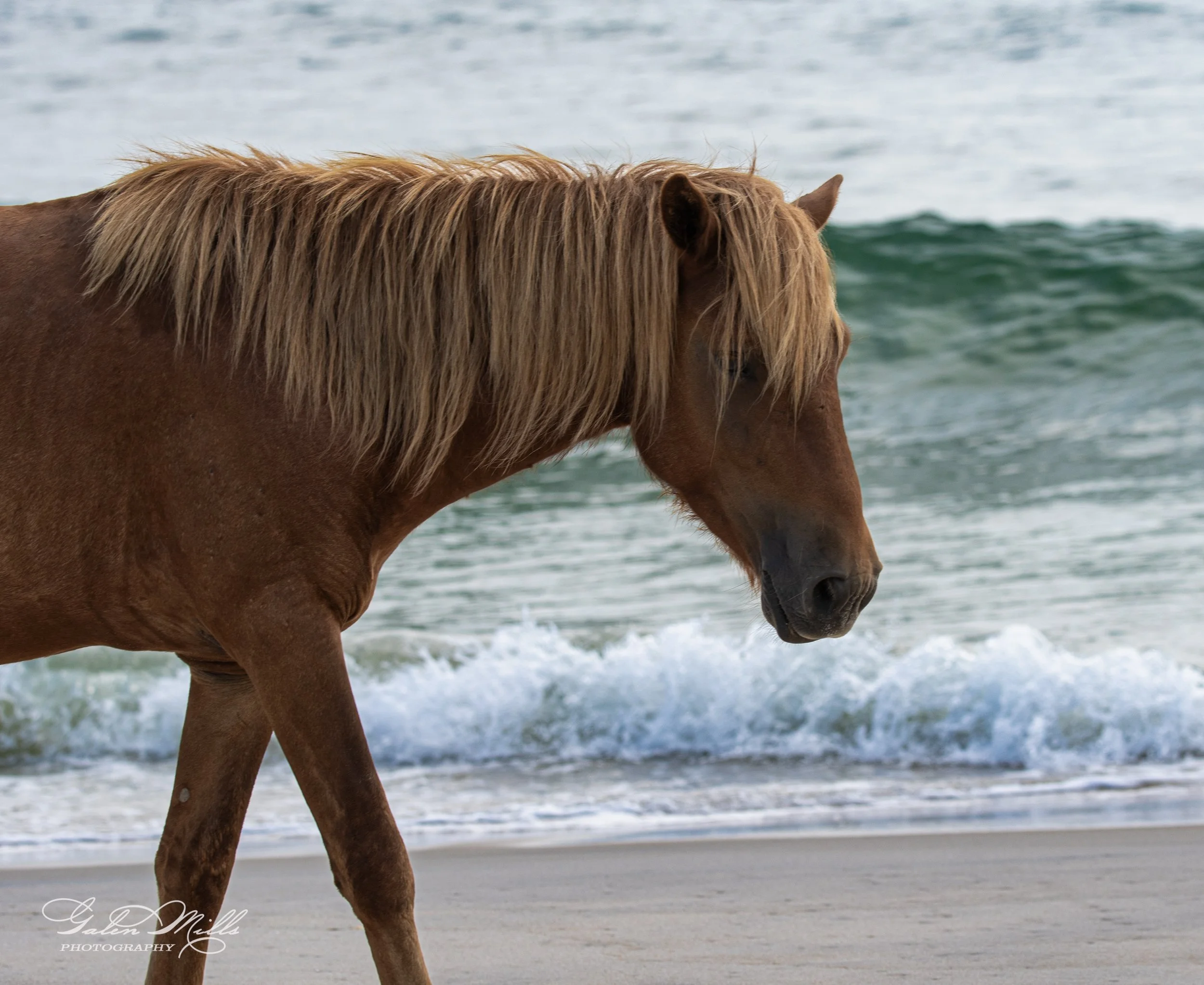 Wild horse walking along a beach with ocean waves in the background.