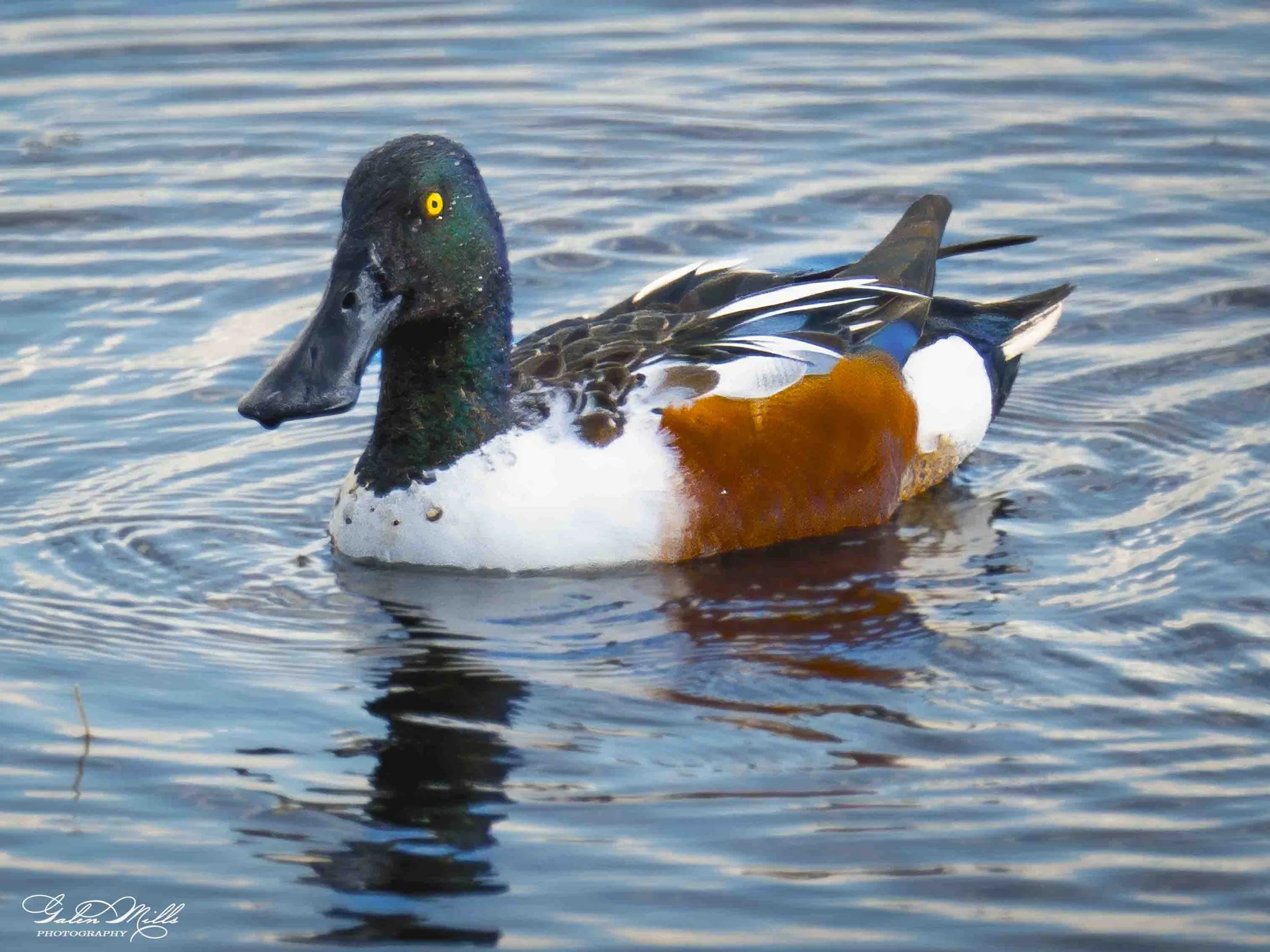 Water birds  Horz-5.jpg