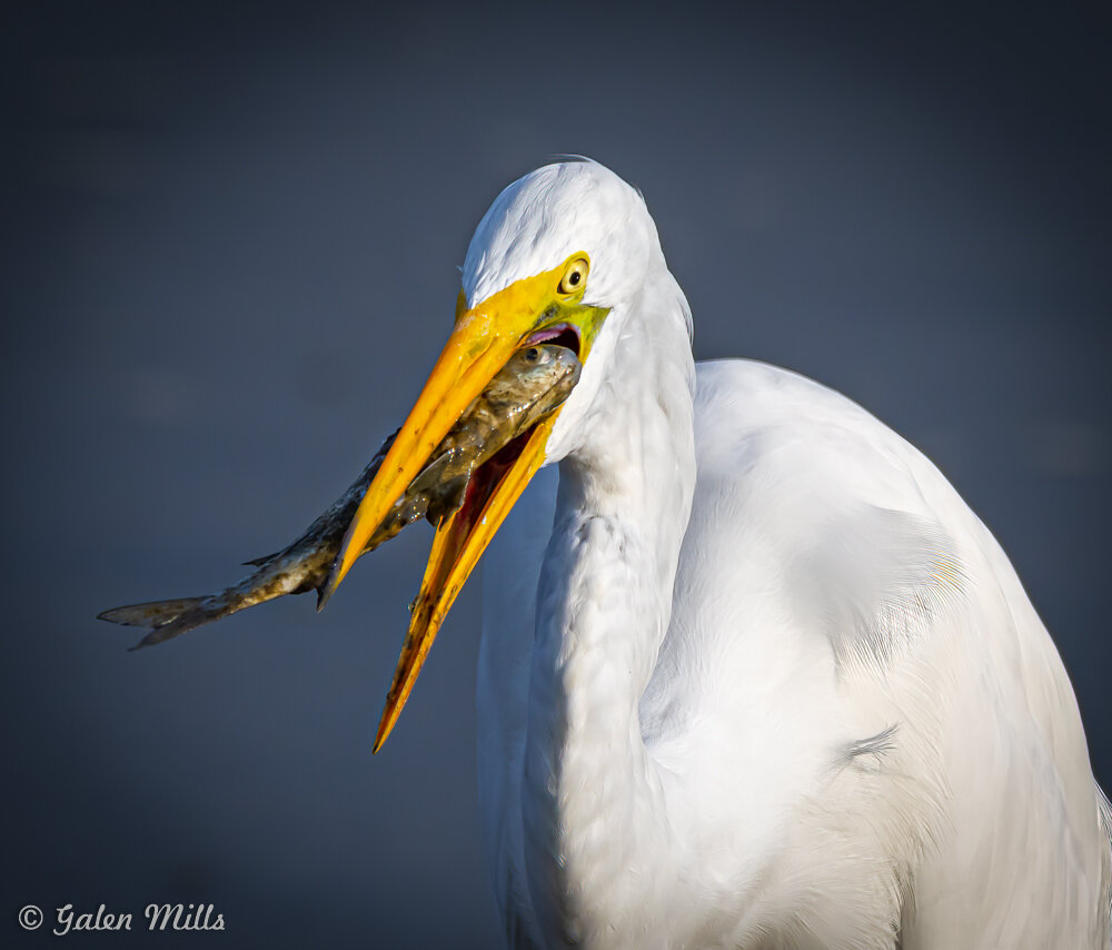 Great egret catching fish