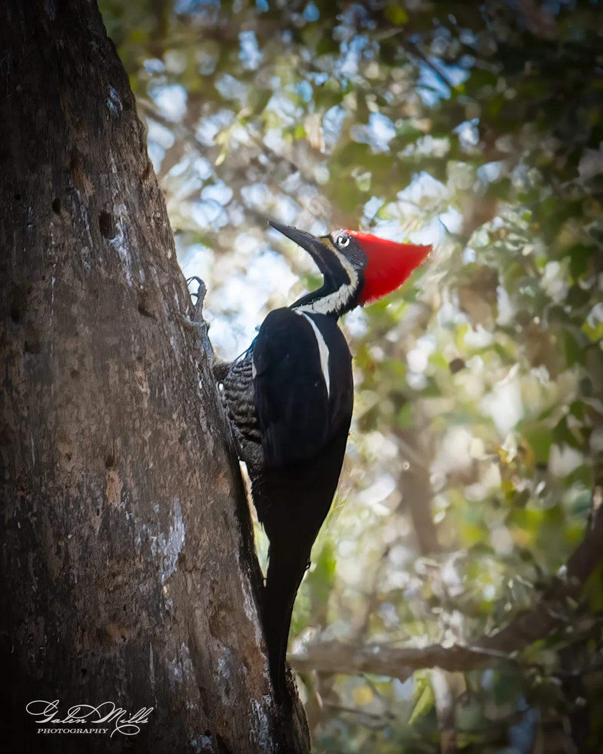 A pileated woodpecker with a red crest perched on a tree trunk in a forested area.