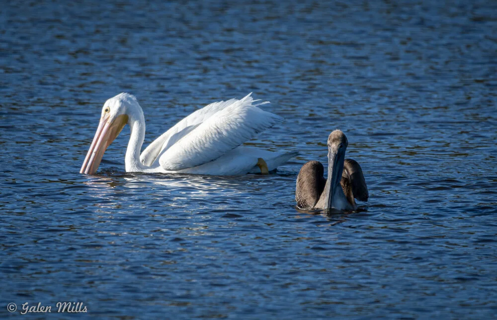 White pelican and brown pelican swimming in a body of water.