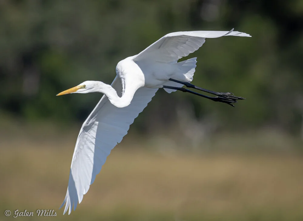 Great egret in flight with wings extended, against a blurred natural background.