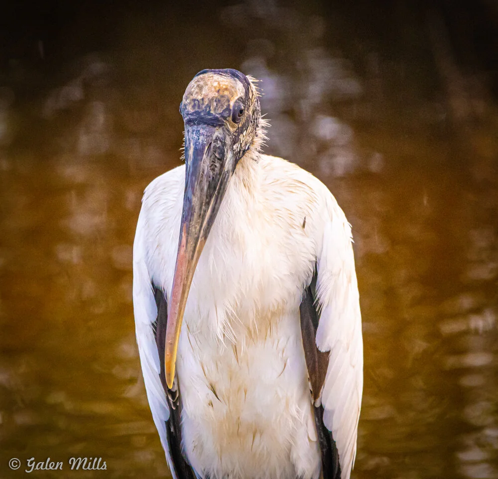 Close-up of a wood stork standing in shallow water.