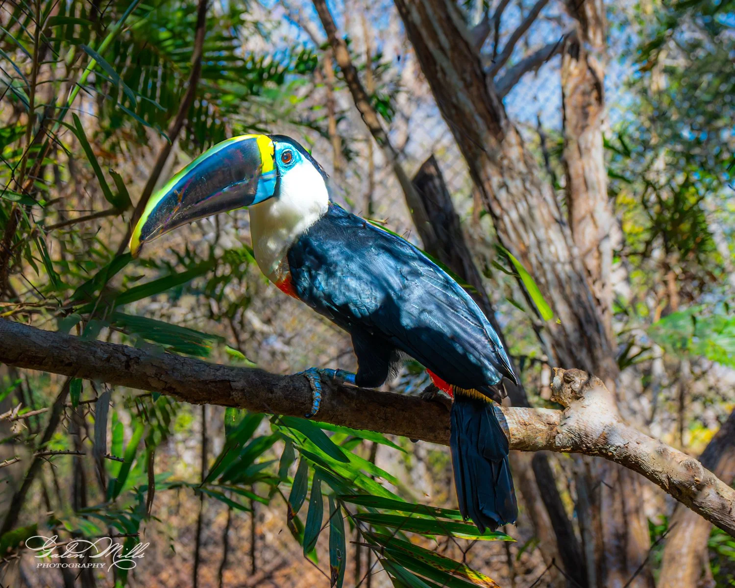 Toucan perched on a tree branch in a forest setting