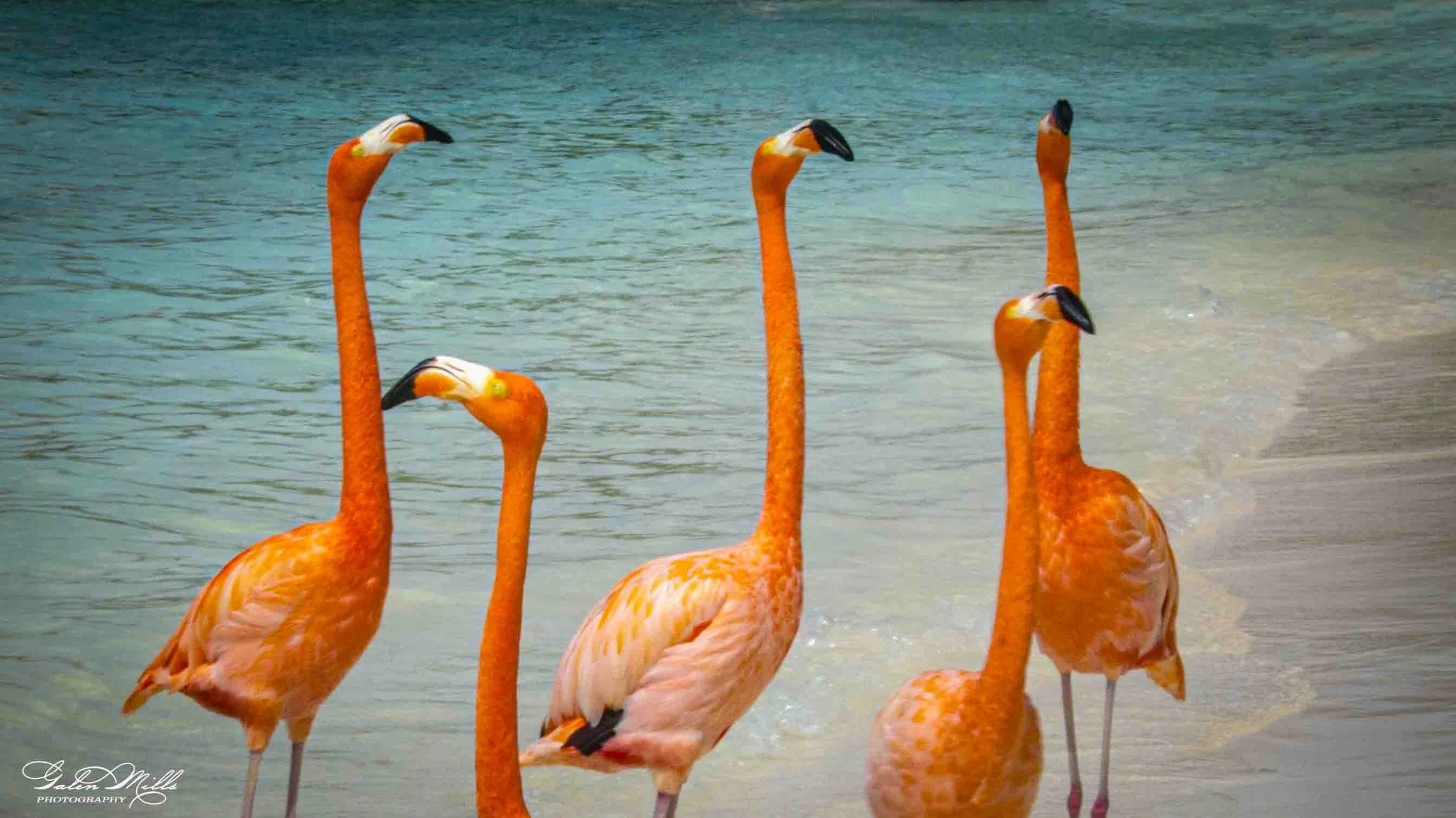 A group of five flamingos standing in shallow water at the beach with their long necks and orange-pink feathers.