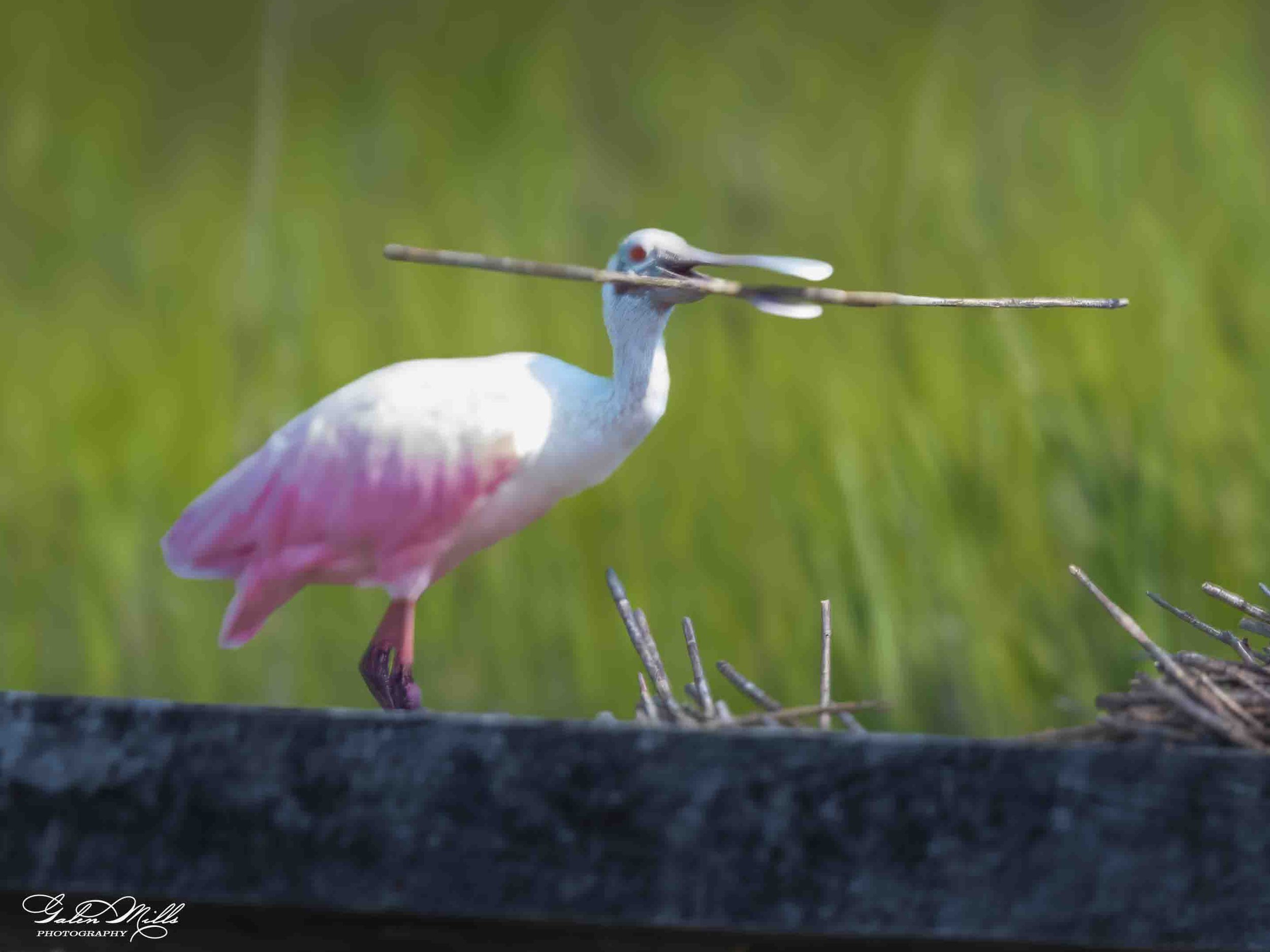 Water birds  Horz-77.jpg