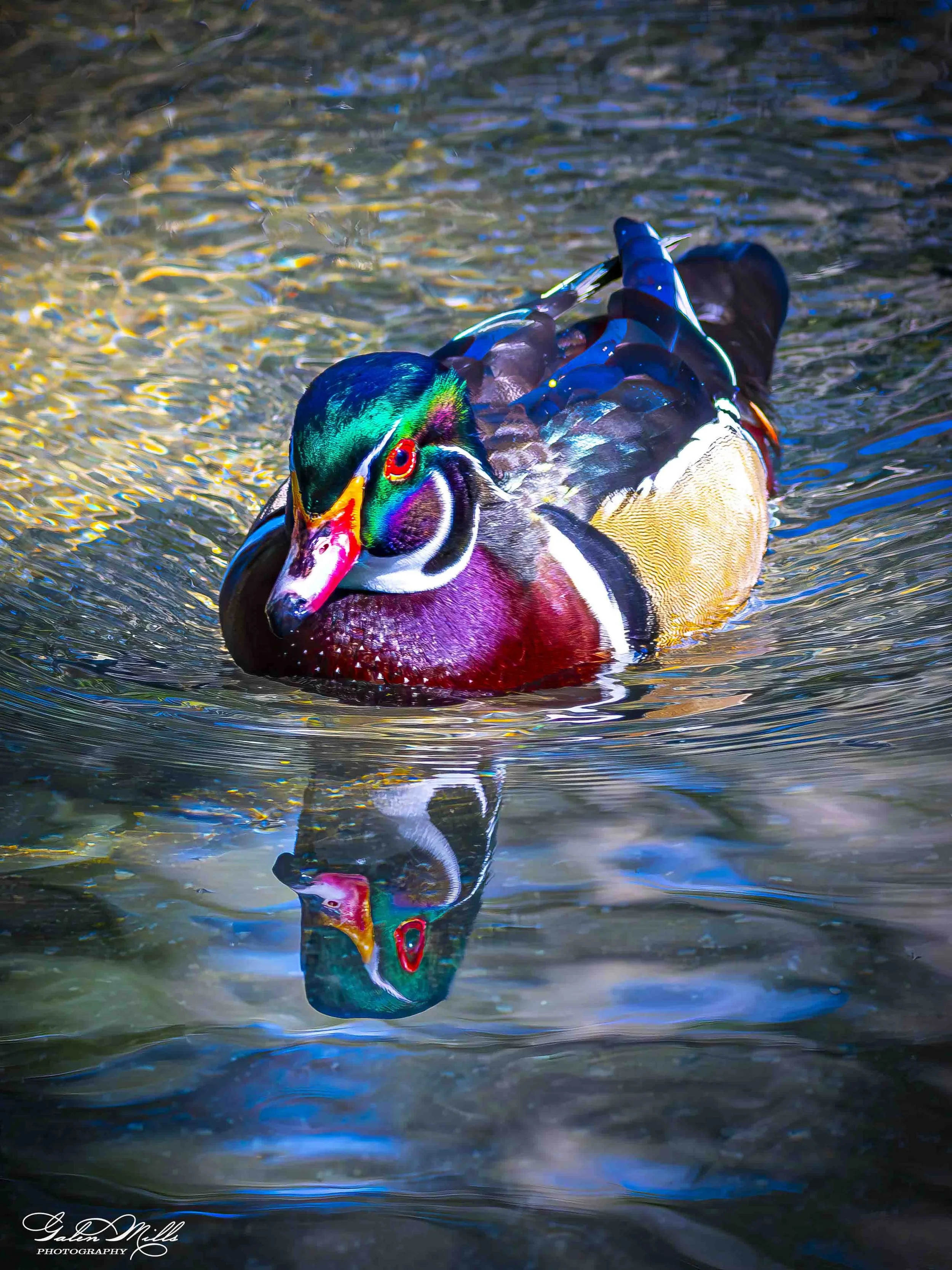 Water birds  Vert-18.jpg