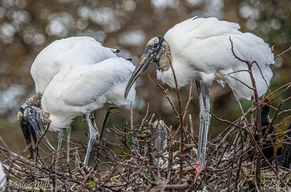 A group of wood storks standing in a nest made of branches, with a blurred natural background.