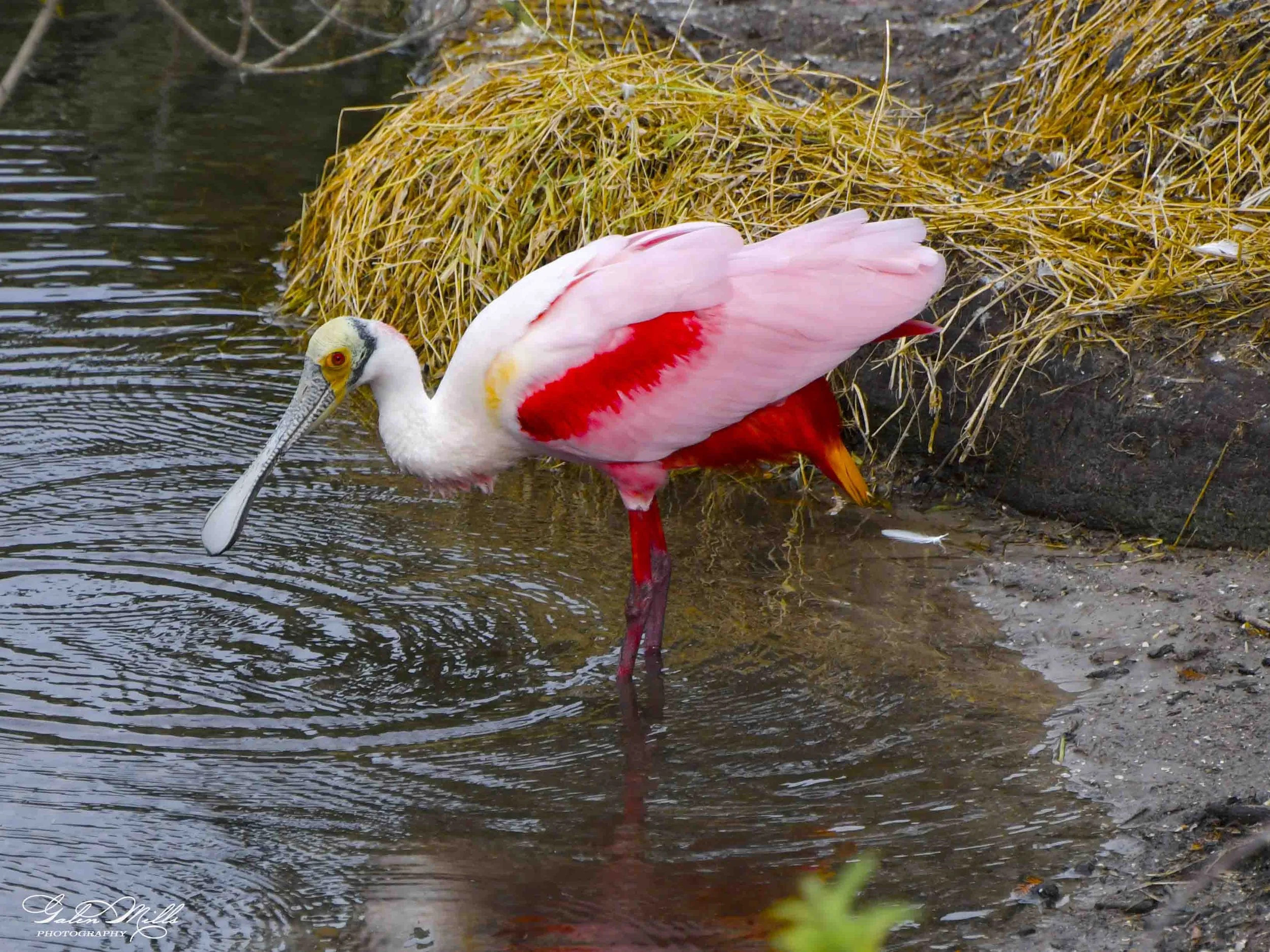 Water birds  Horz-78.jpg