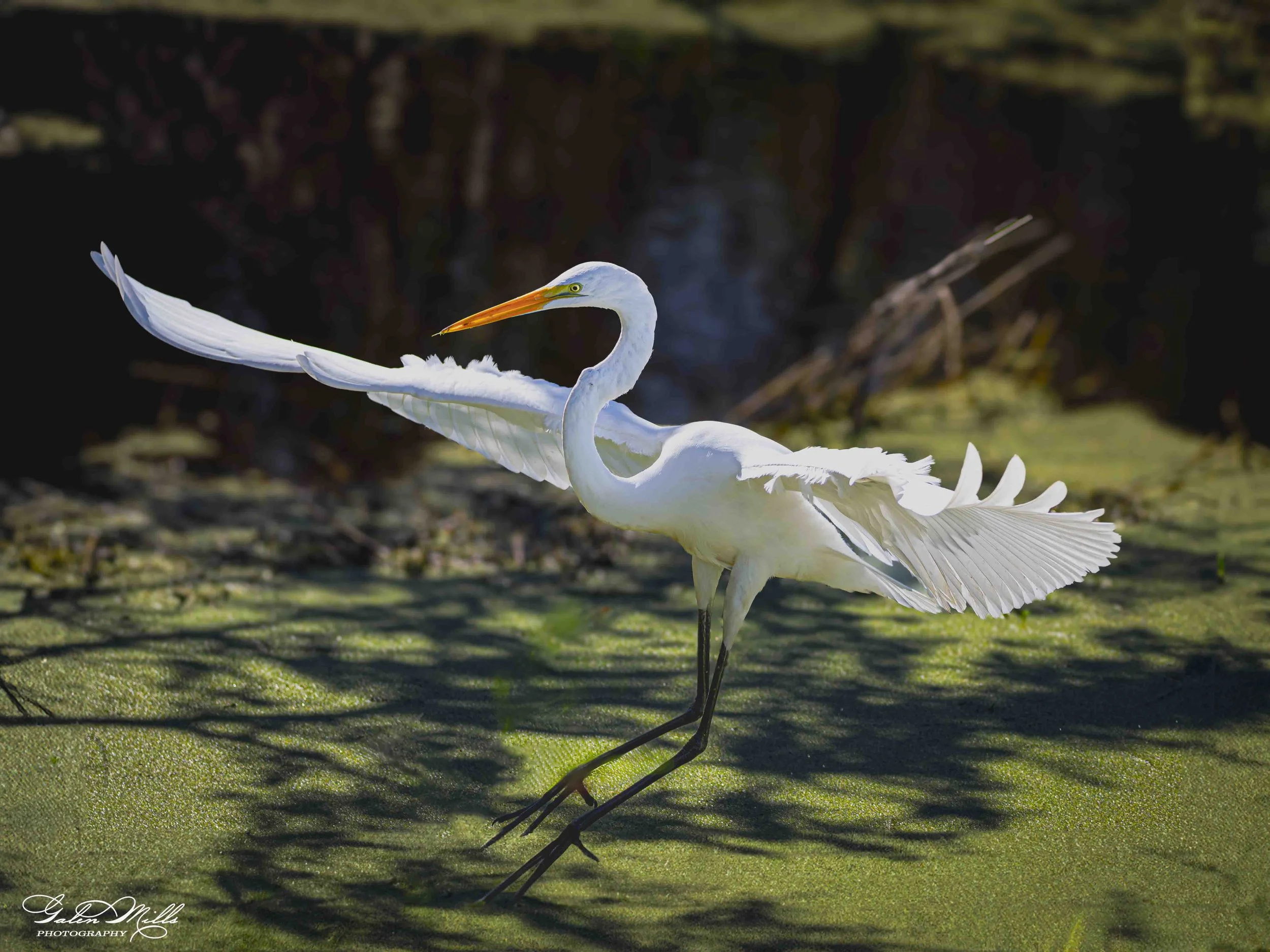 A snowy egret bird standing on green mossy ground with its wings partially spread and its neck curved, against a dark background.