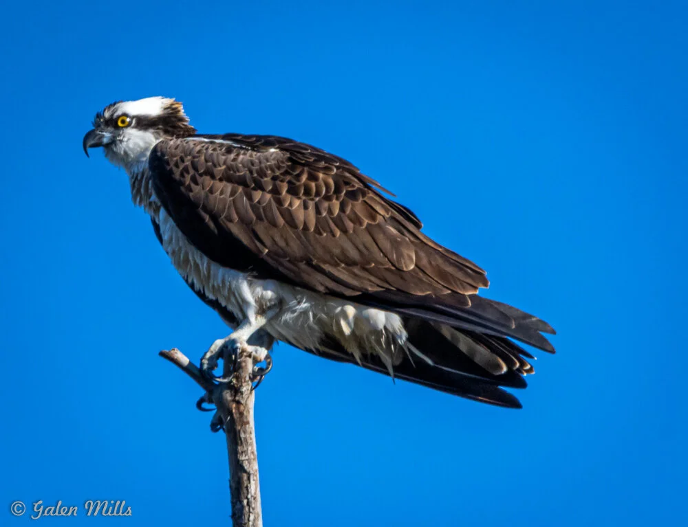 Osprey perched on a branch against a clear blue sky.