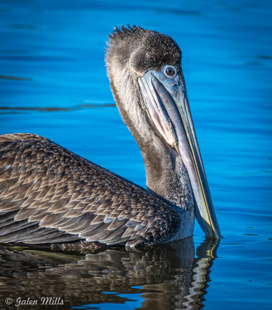 Brown pelican floating on blue water