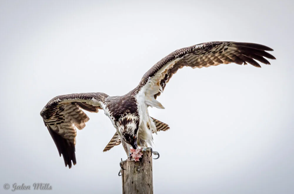 Osprey perched on a wooden post with wings spread, eating a fish.