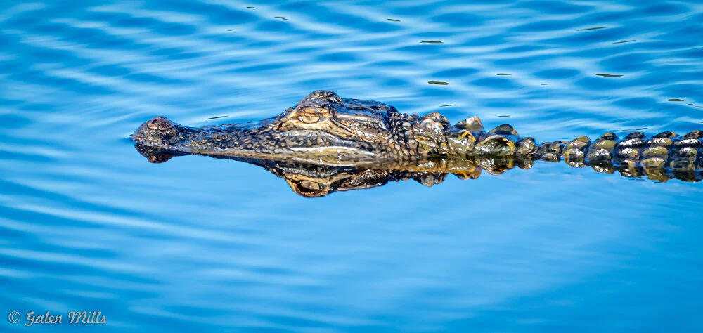 Alligator swimming in water with only head and back visible above surface.