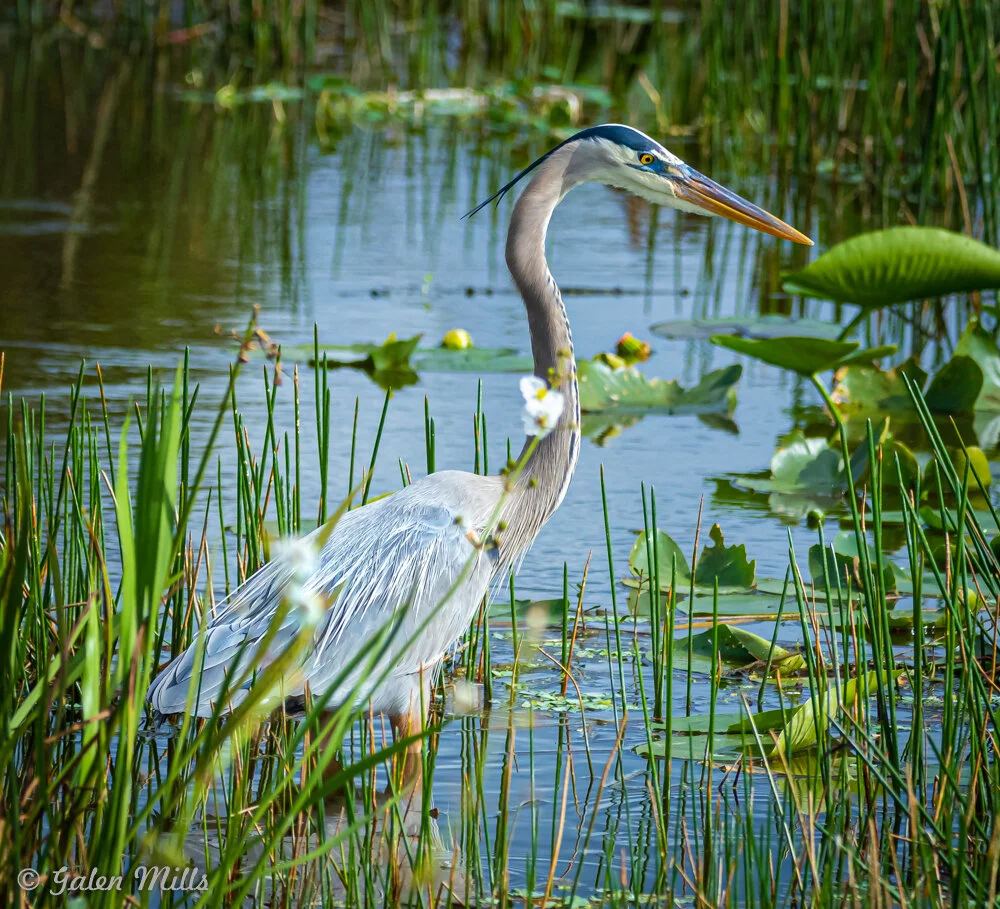 Great blue heron standing in a wetland among reeds and lily pads.