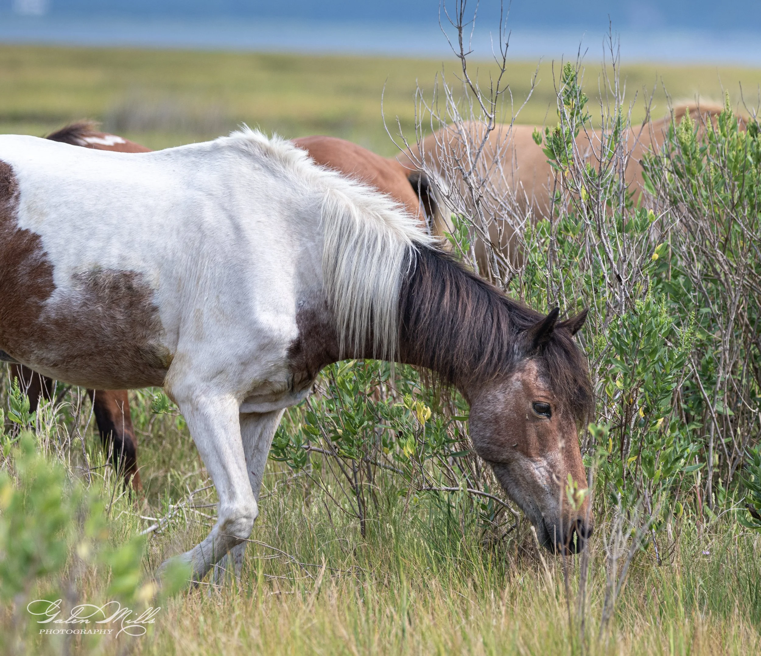 Wild pony grazing in a grassy field with green shrubs.
