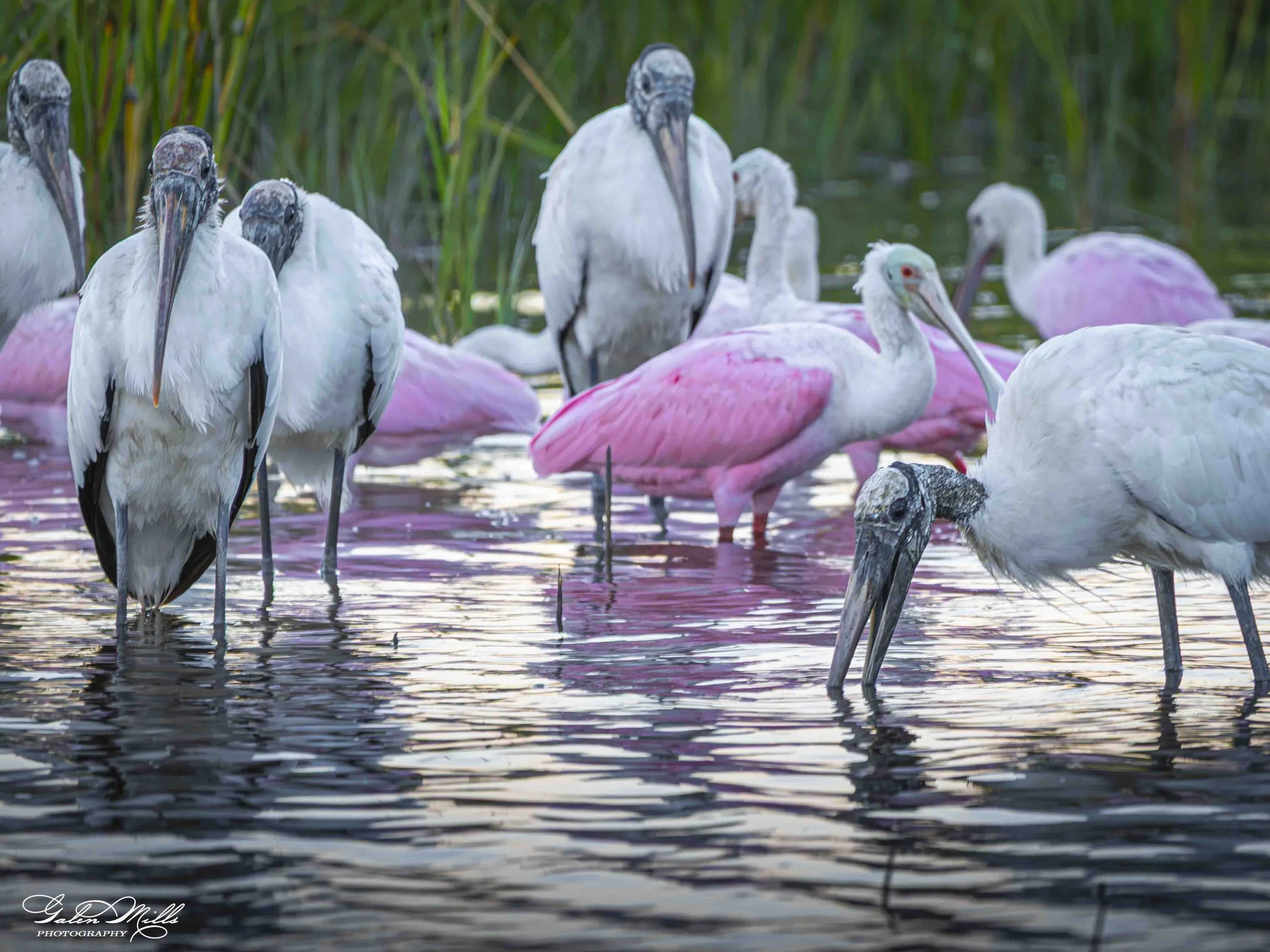 A group of storks and roseate spoonbills standing in shallow water among green reeds.