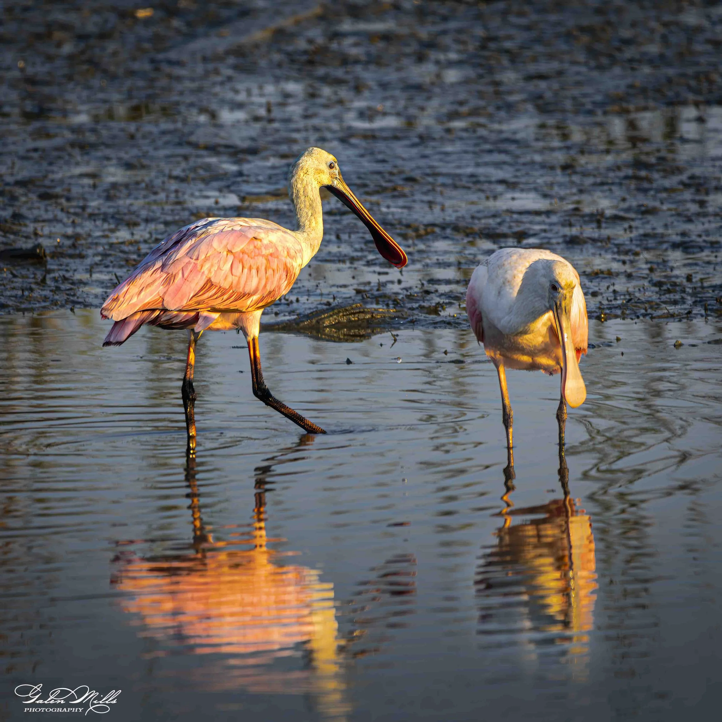 A flock of roseate spoonbills wading in shallow water during sunset, reflections of the sky on the water.