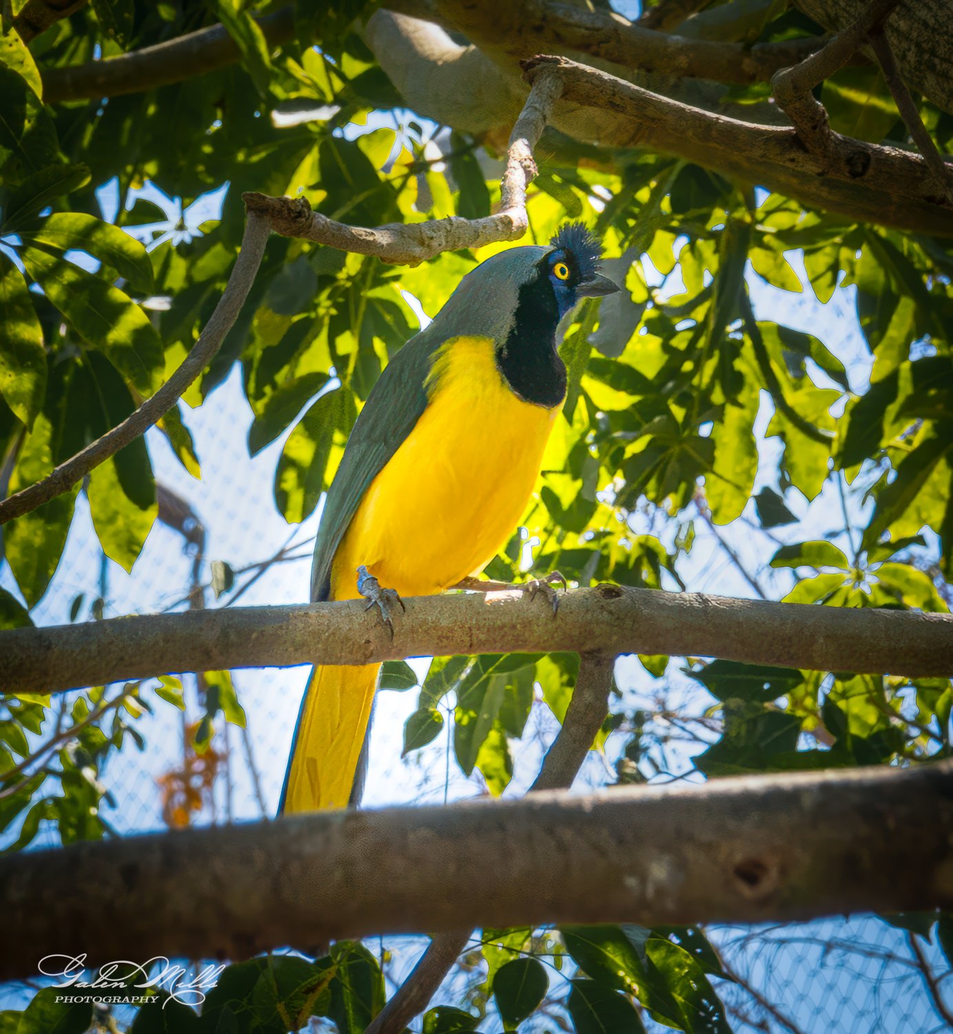 Colorful bird with yellow body and black head perched on a tree branch surrounded by green foliage