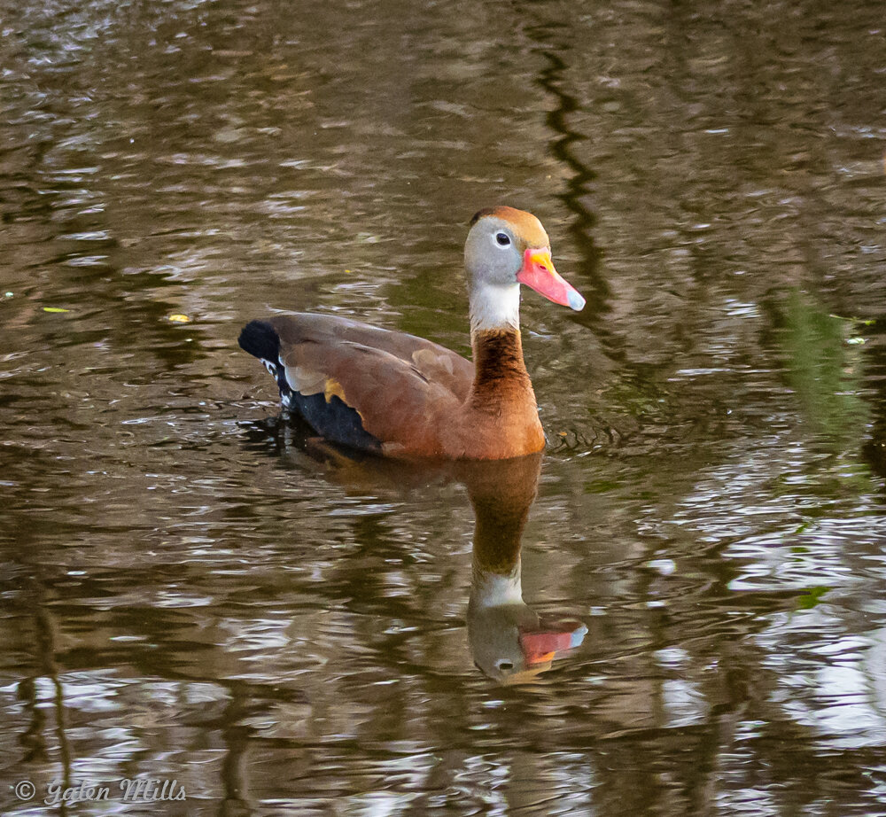 Duck swimming on a pond, reflection visible, with brown body, black belly, and pink bill.