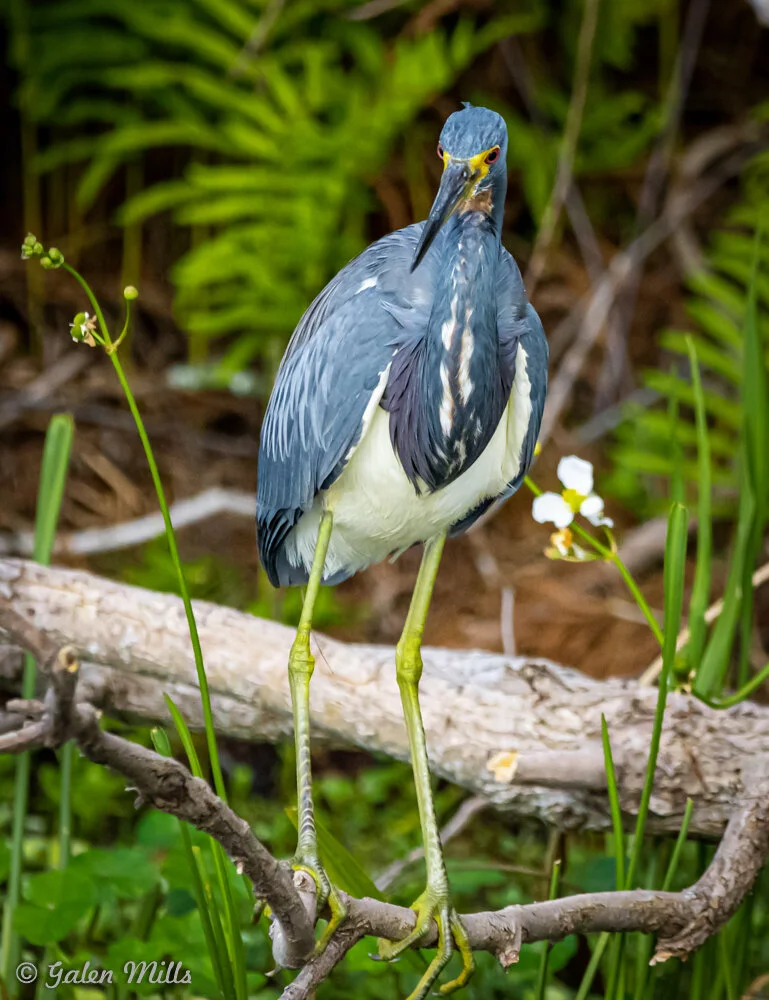A tricolored heron standing on a tree branch surrounded by green foliage.