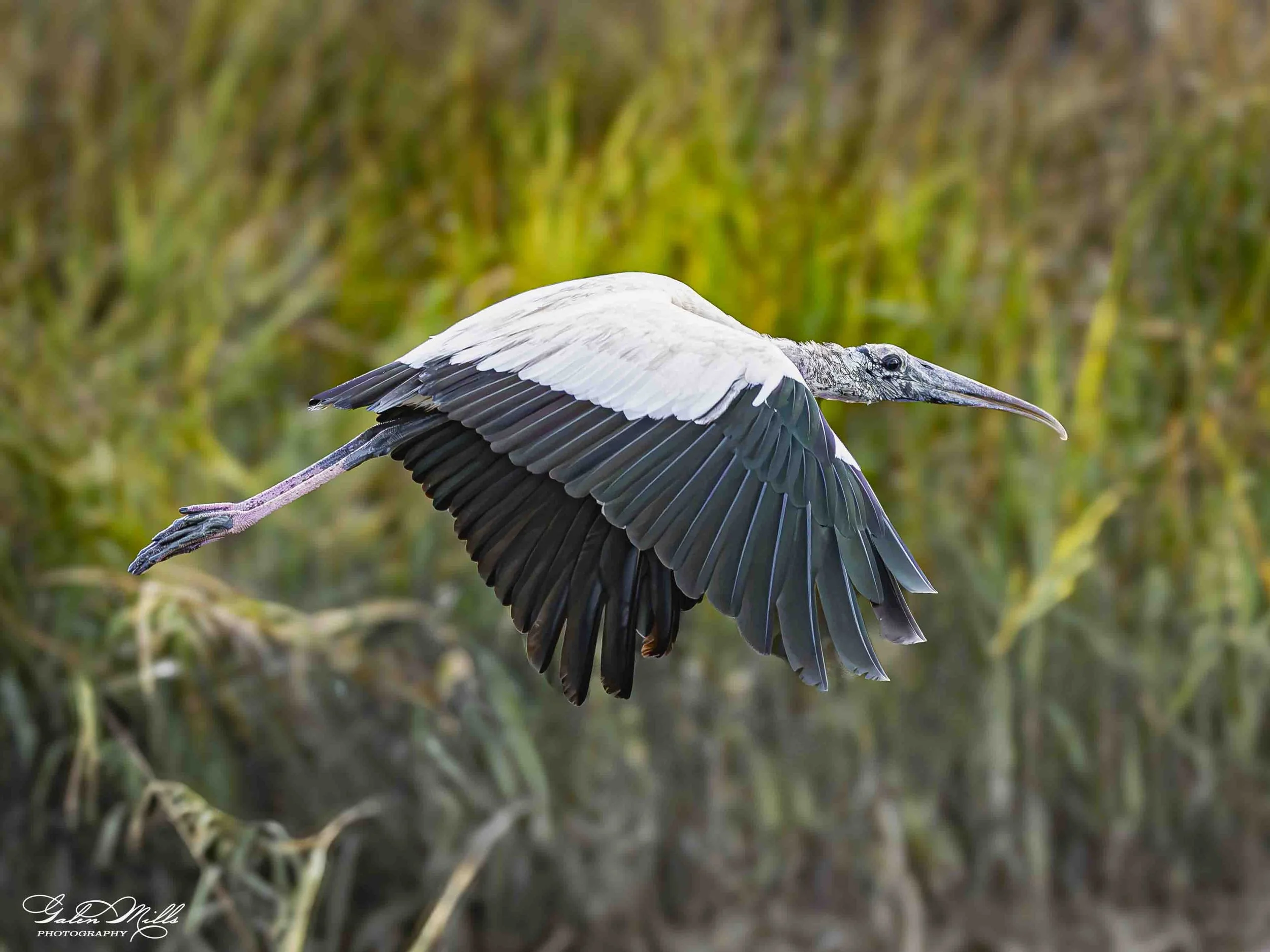 A wood stork, flying over a natural landscape with tall grasses and reeds in the background.