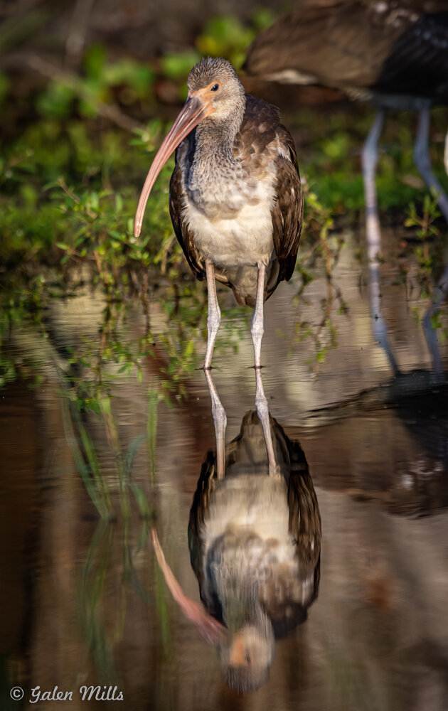 Bird standing in shallow water with reflection, surrounded by greenery
