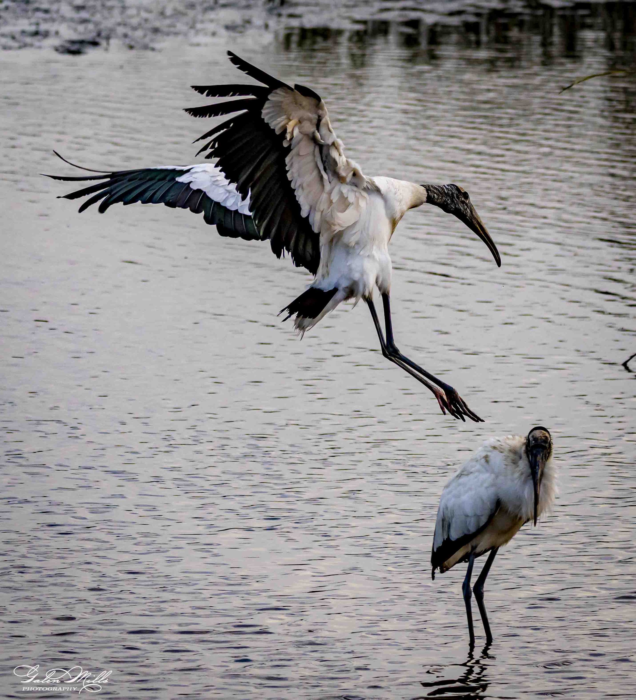 Water birds  Vert-24.jpg