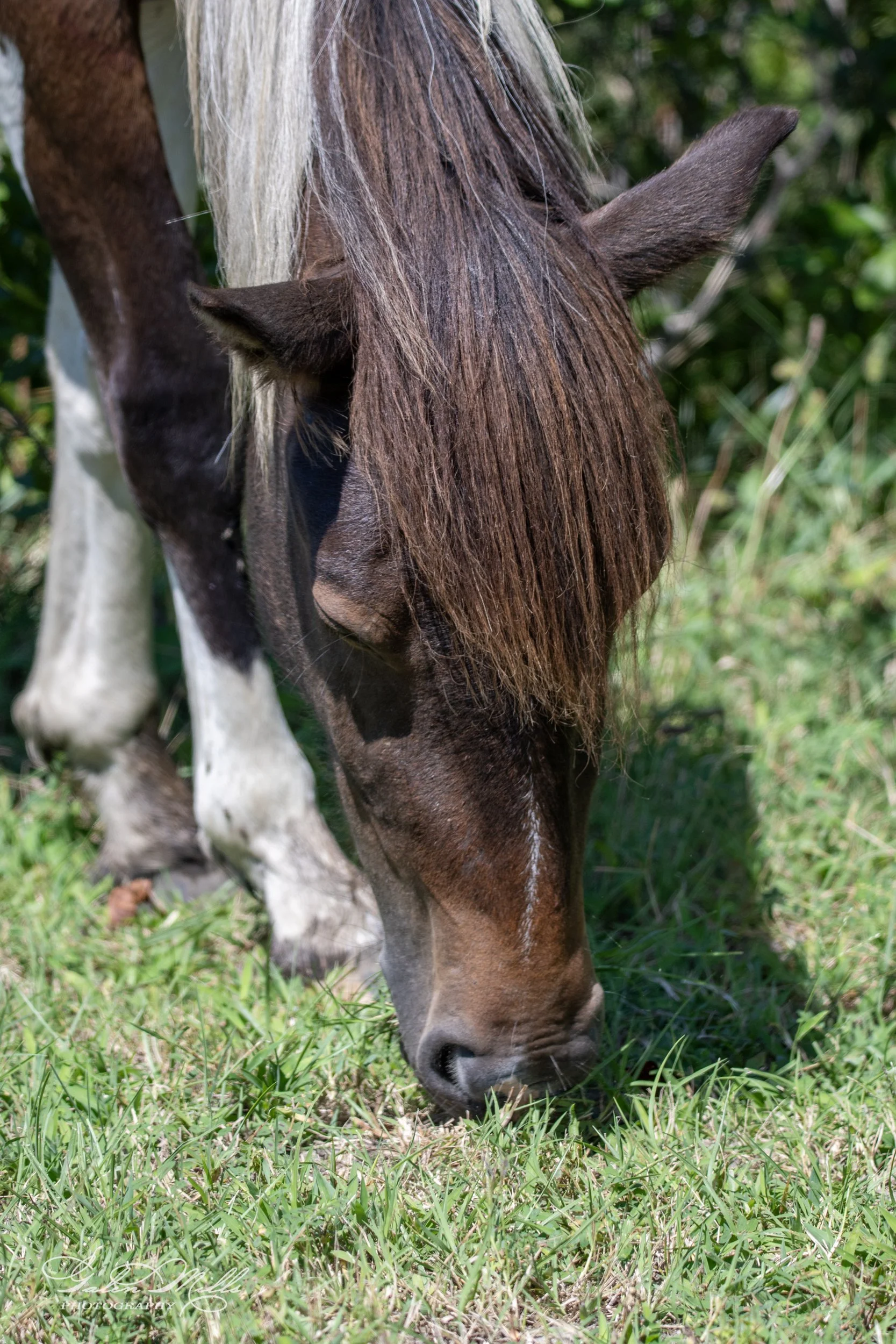 Brown and white pony grazing on grass