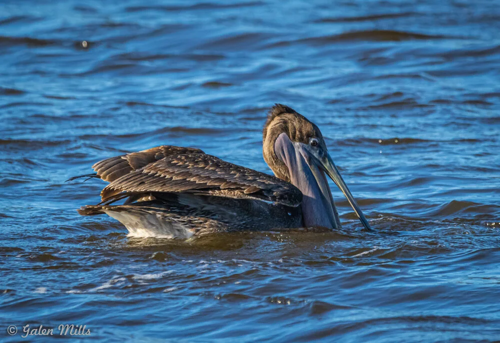 A brown pelican swimming on the water's surface.