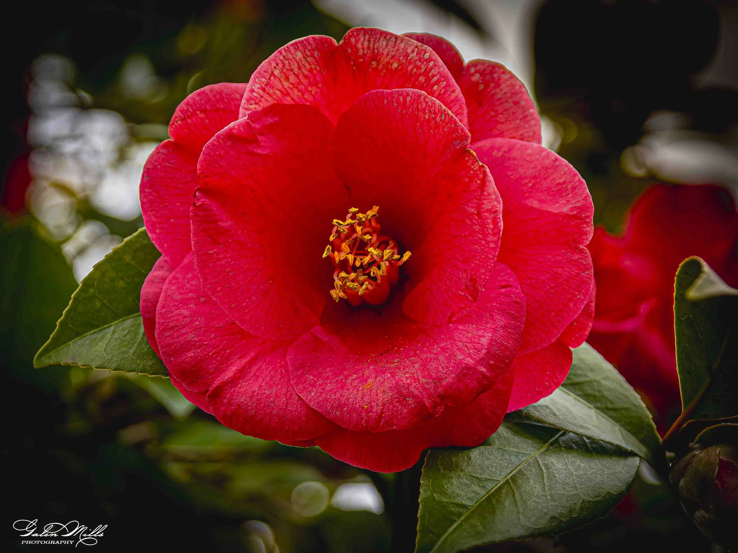 Close-up of a large, bright red flower with overlapping petals and yellow stamens, surrounded by green leaves.