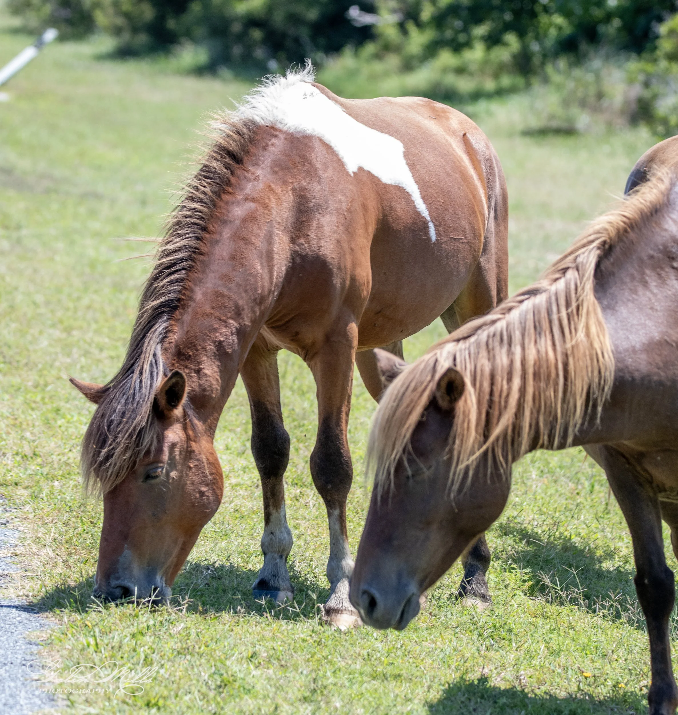 Two brown horses grazing on grass in a sunny field with a green background.