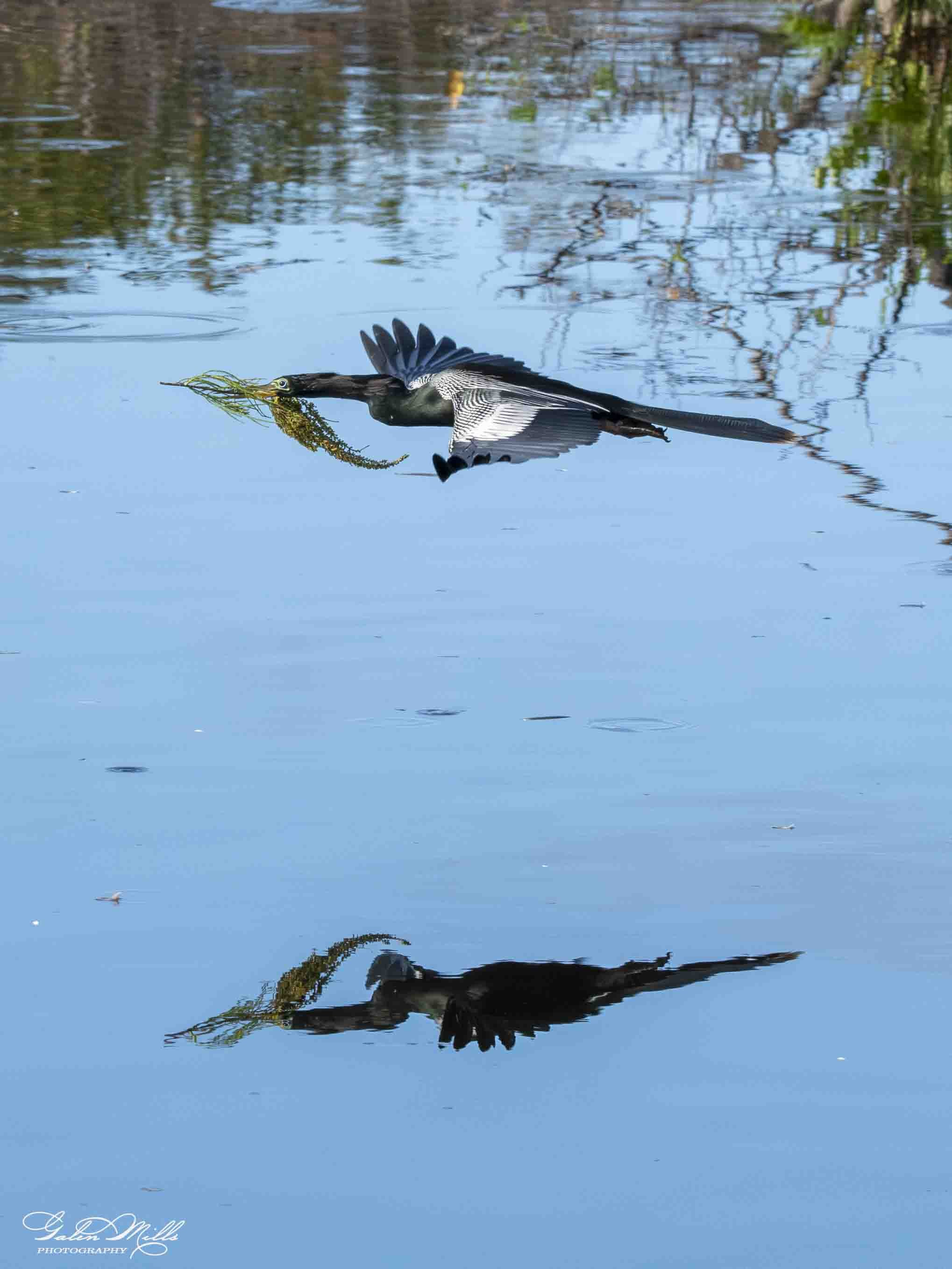 Water birds  Vert-34.jpg