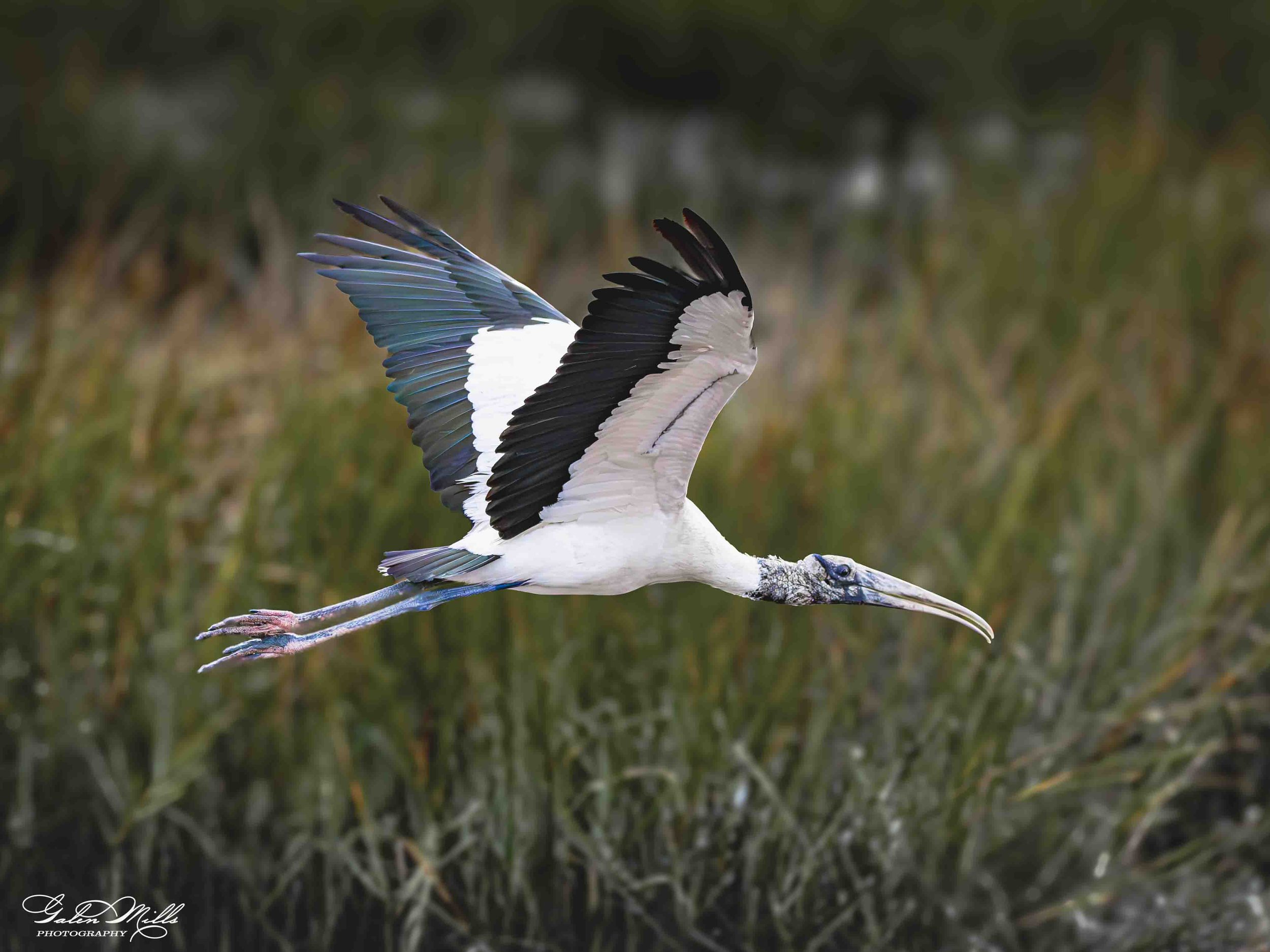 A painted stork with white body and black wings, landing or taking off over dense green shrubbery.