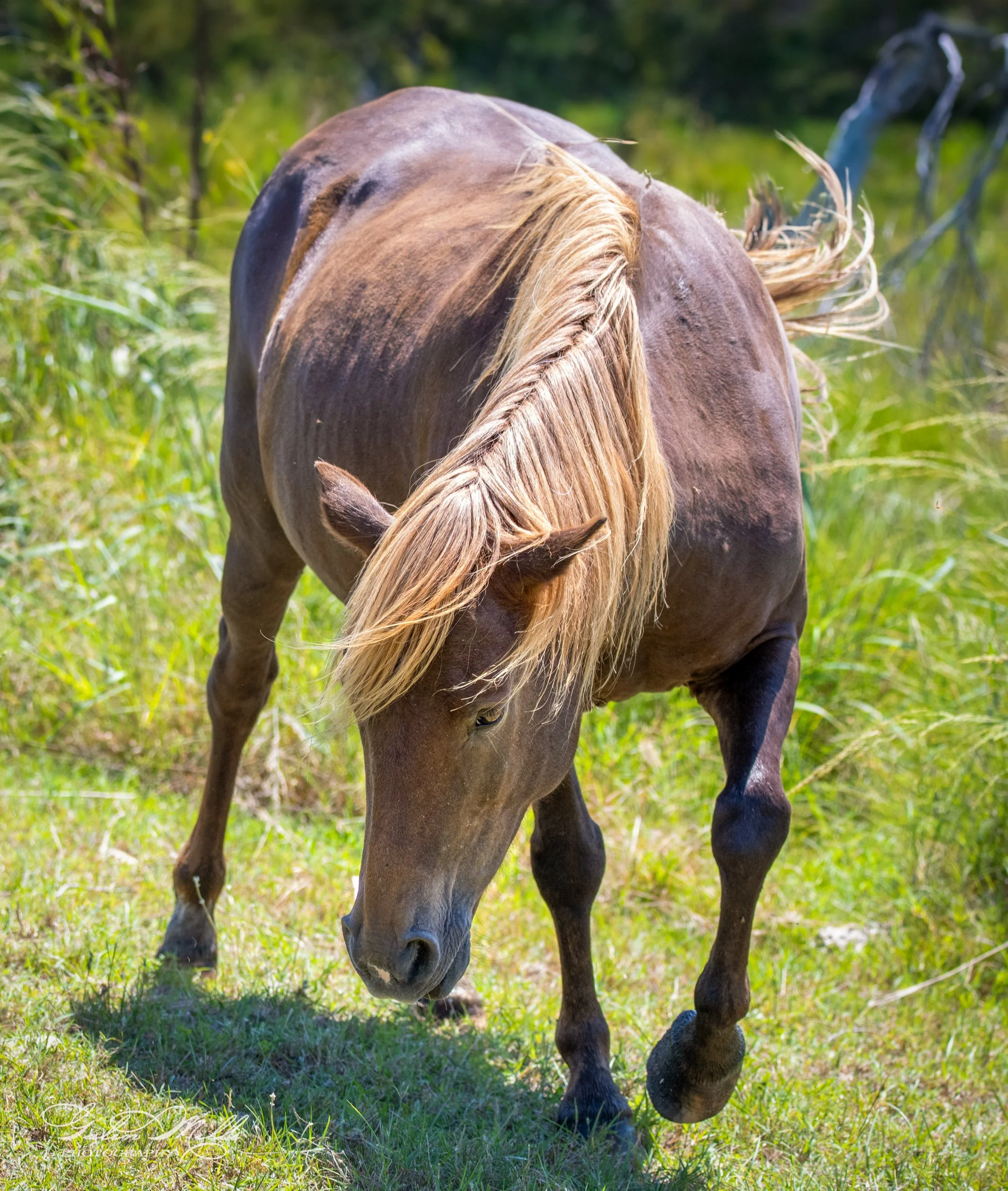 Brown horse with a braided mane grazing in a grassy field.