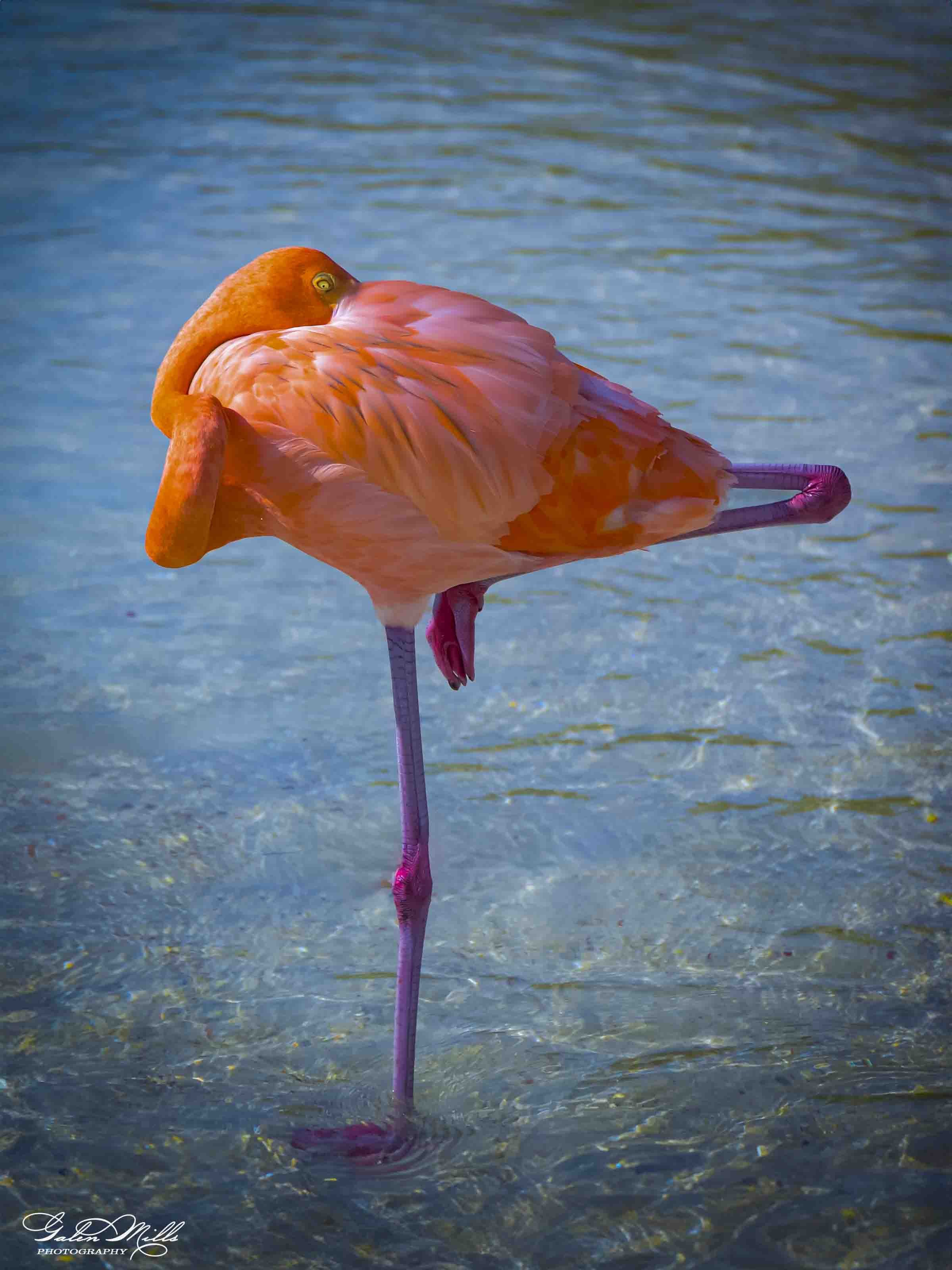 Water birds  Vert-1.jpg