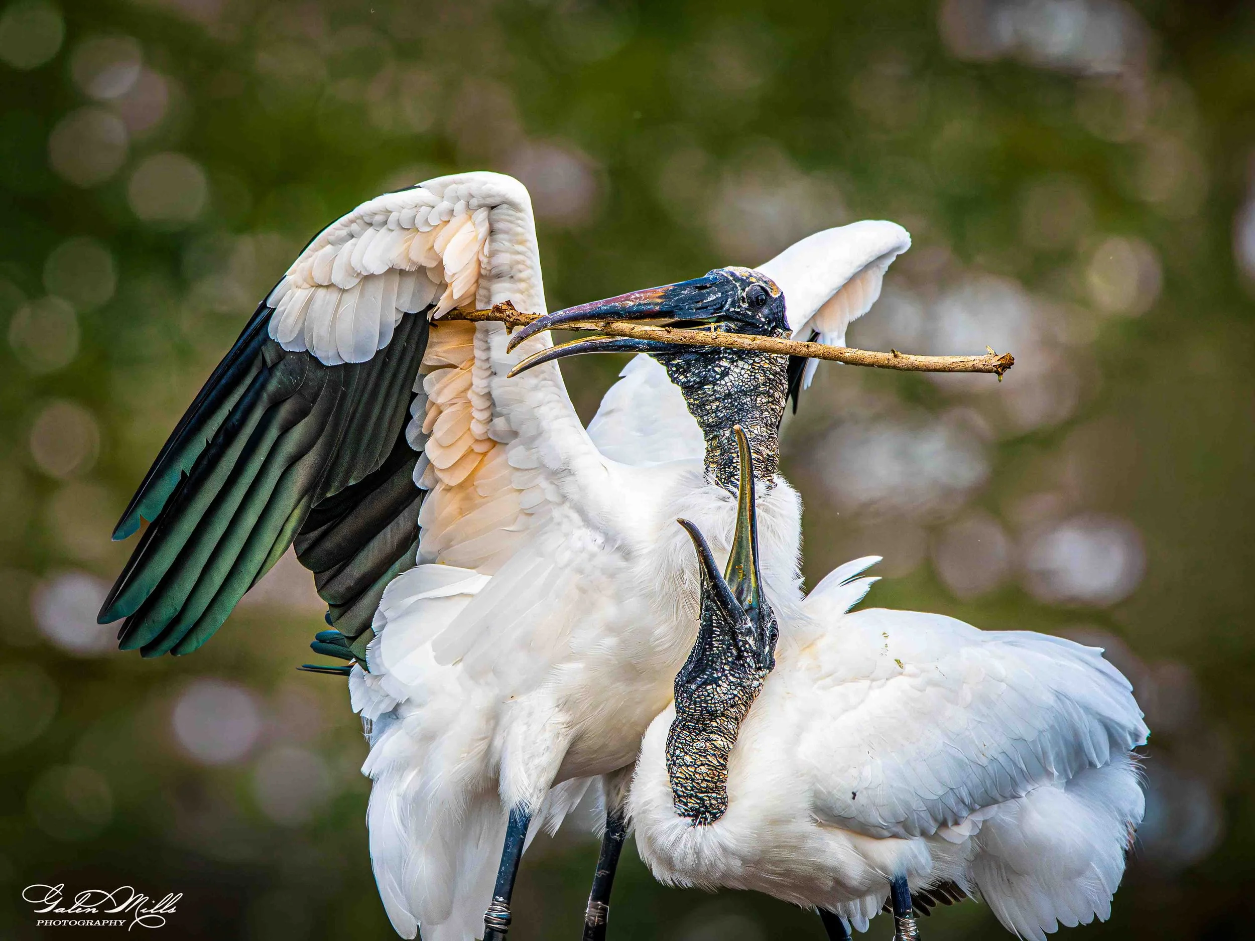 Avian Gallery-62.jpg