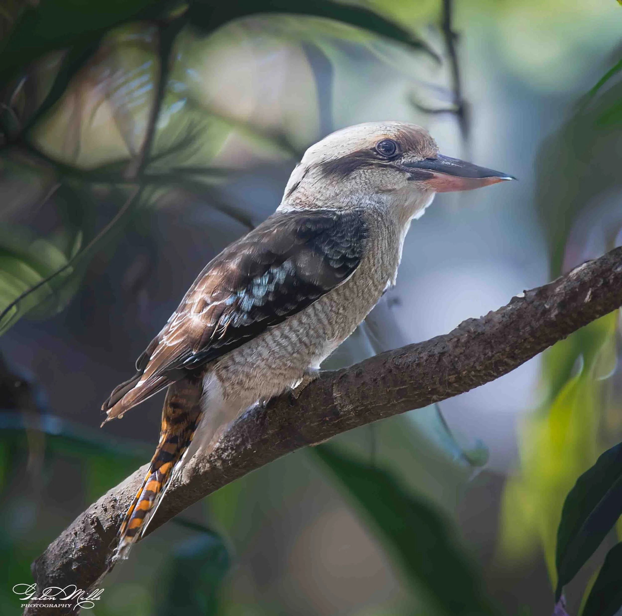 Close-up of a bird perched on a branch, surrounded by green leaves and blurred background.