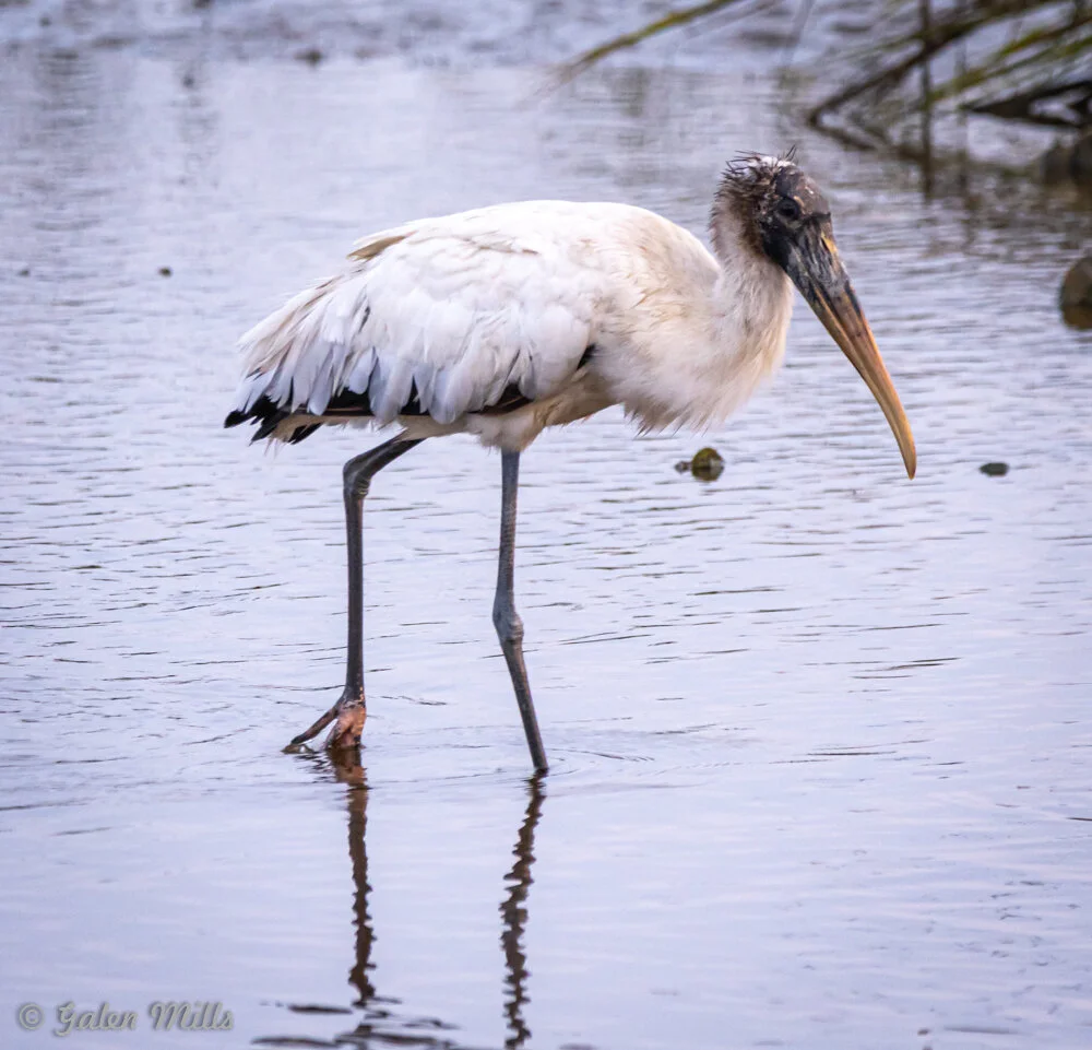 Wood stork wading in shallow water