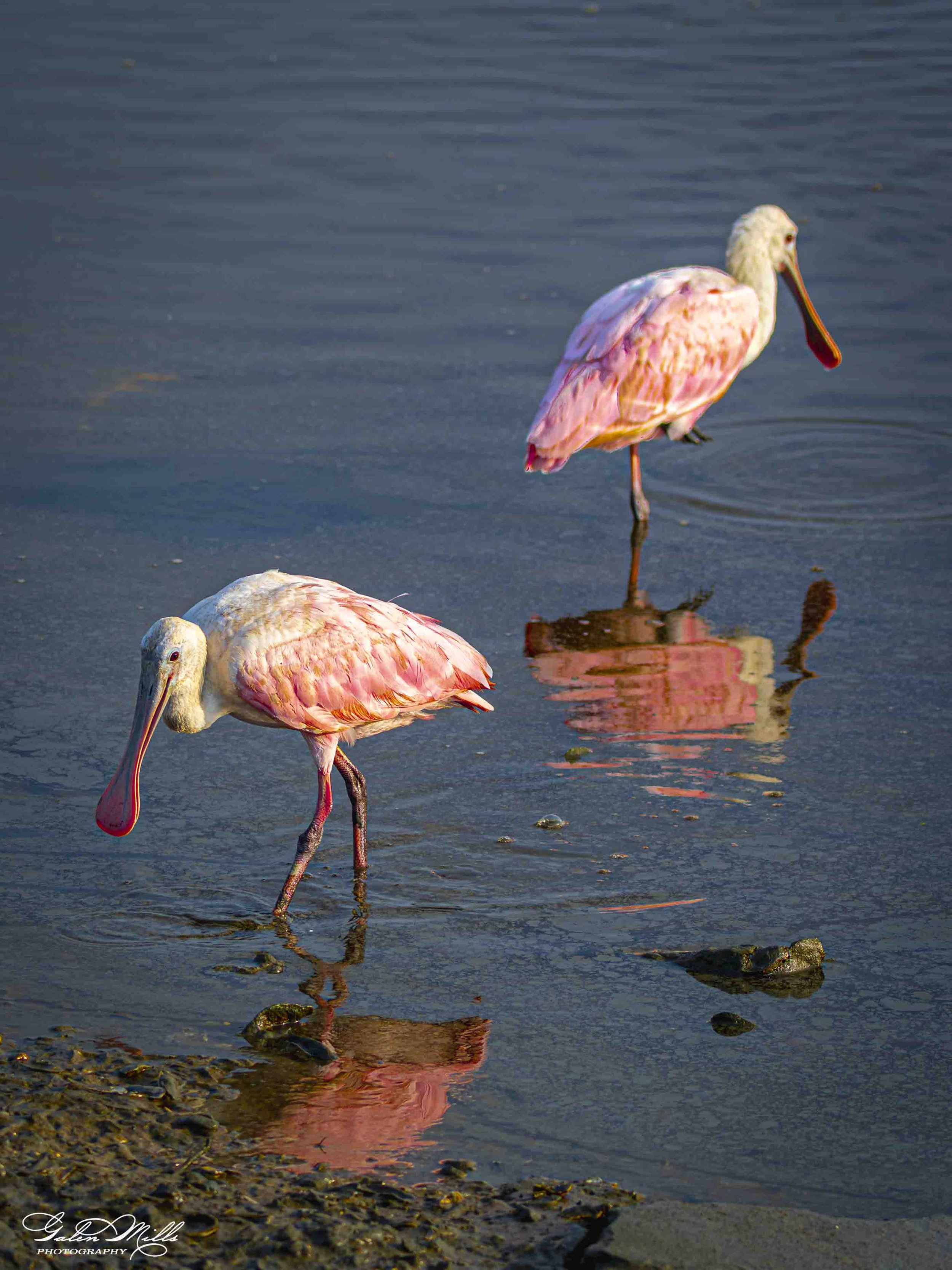 A two roseate spoonbills wading in shallow water near a rocky shoreline.