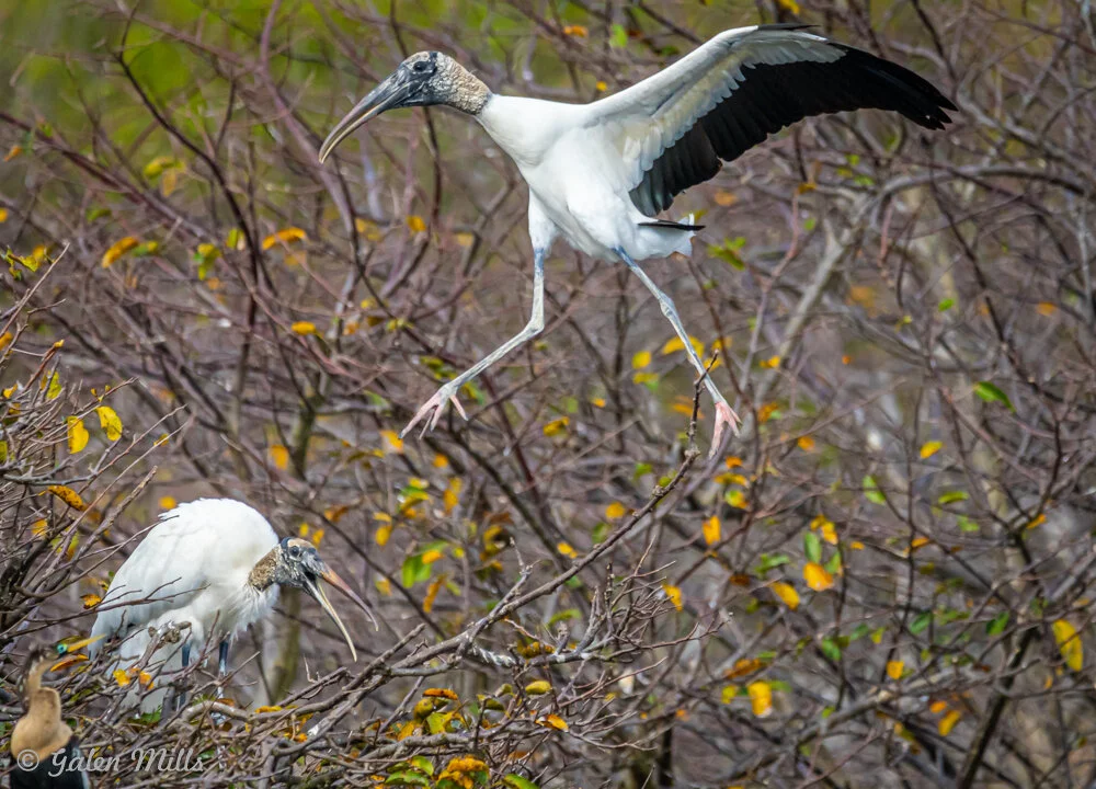 Two wood storks in a tree, one standing and one flying, with autumn leaves and branches in the background.