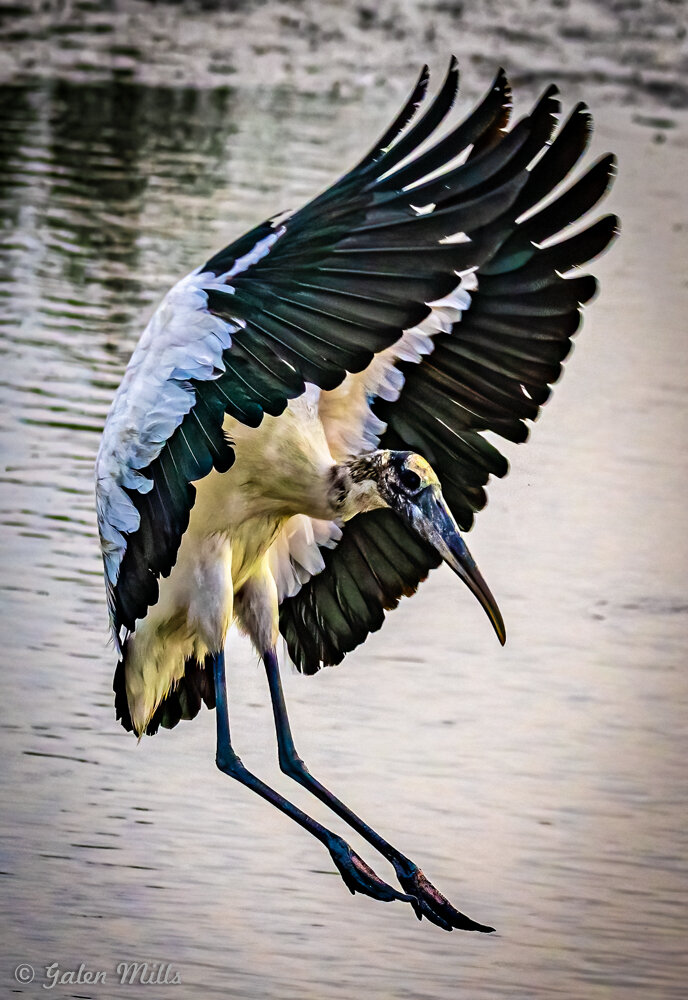 Wood stork landing on water with open wings