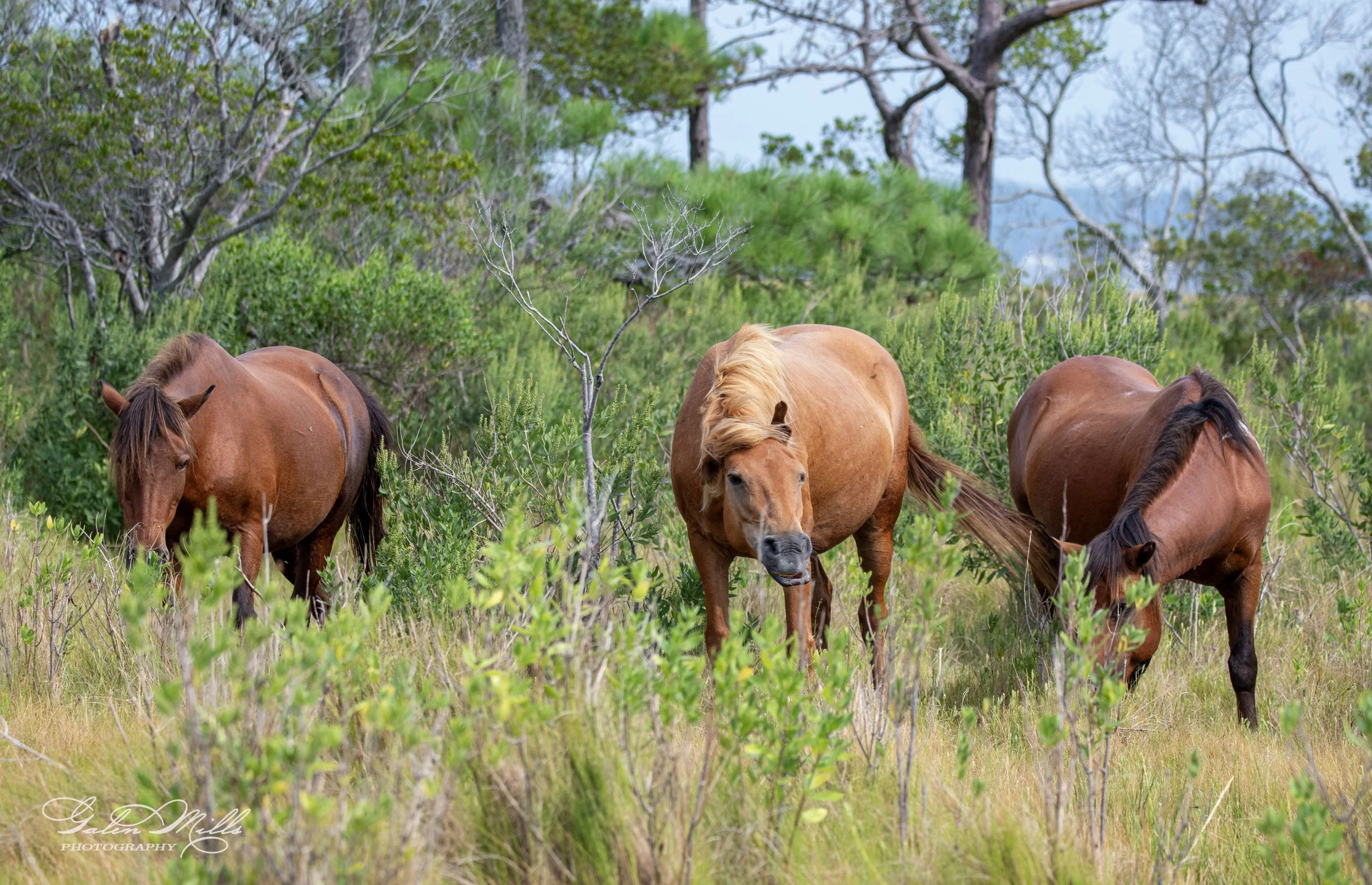 Three wild horses grazing in a grassy field with trees in the background.