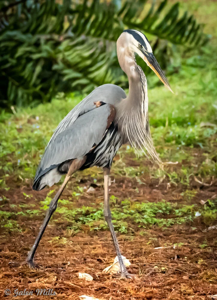 Great blue heron standing on grass with greenery in the background.
